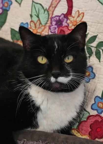 Enlarge Calculus 59092, a Adoptable mixed breed in Aiken, SC image 2/3