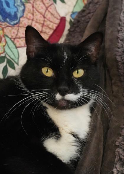 Enlarge Calculus 59092, a Adoptable mixed breed in Aiken, SC image 3/3