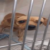 Enlarge Bazinga, a Adoptable Chihuahua in Pahrump, NV image 1/1