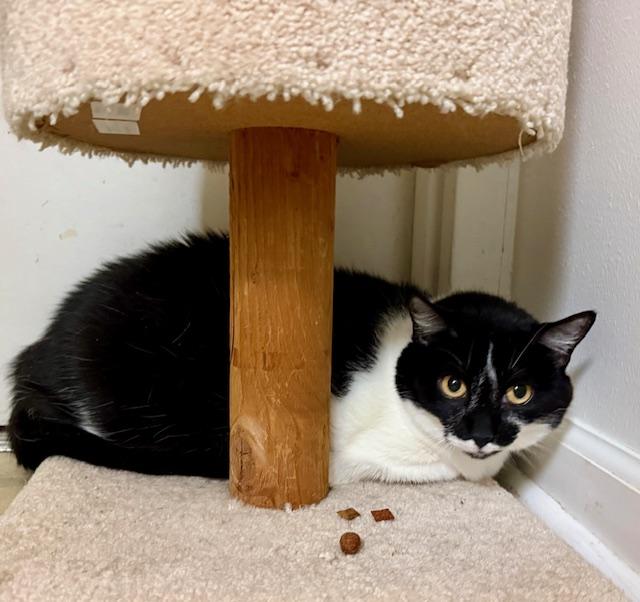 Enlarge Molly-- bonded to Boo, a Adoptable Domestic Short Hair in Camarillo, CA image 1/2