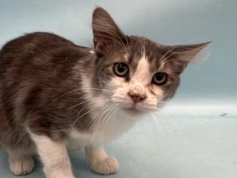 Enlarge Shadow, a Adoptable mixed breed in Golden Valley, MN image 1/1