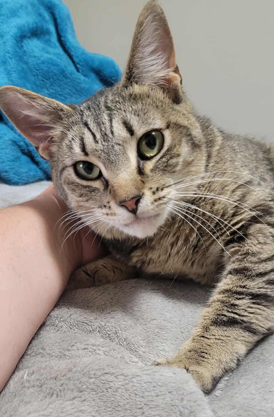 Sheba, an adoptable Domestic Short Hair in Yakima, WA, 98908 | Photo Image 2
