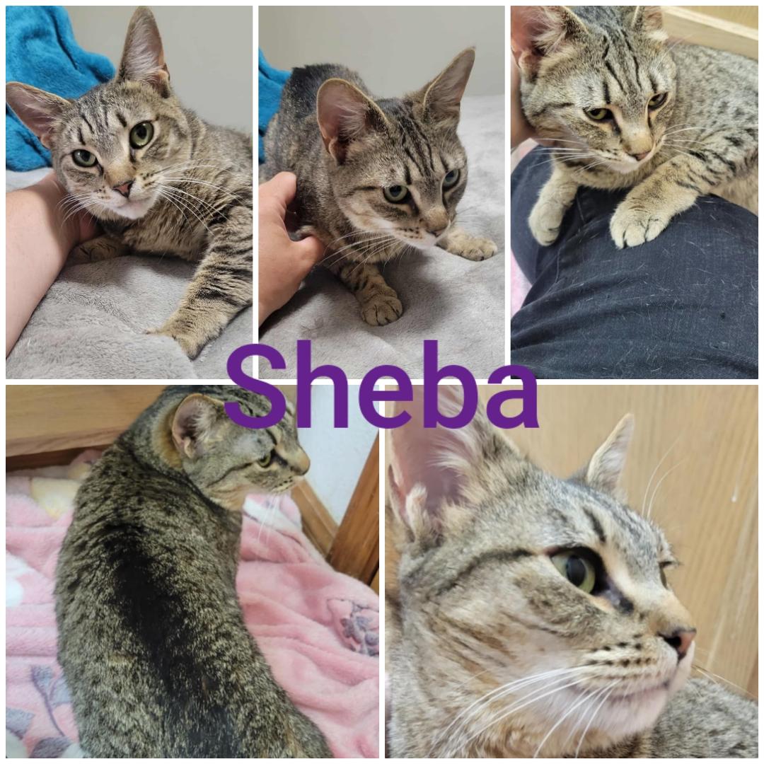 Sheba, an adoptable Domestic Short Hair in Yakima, WA, 98908 | Photo Image 1