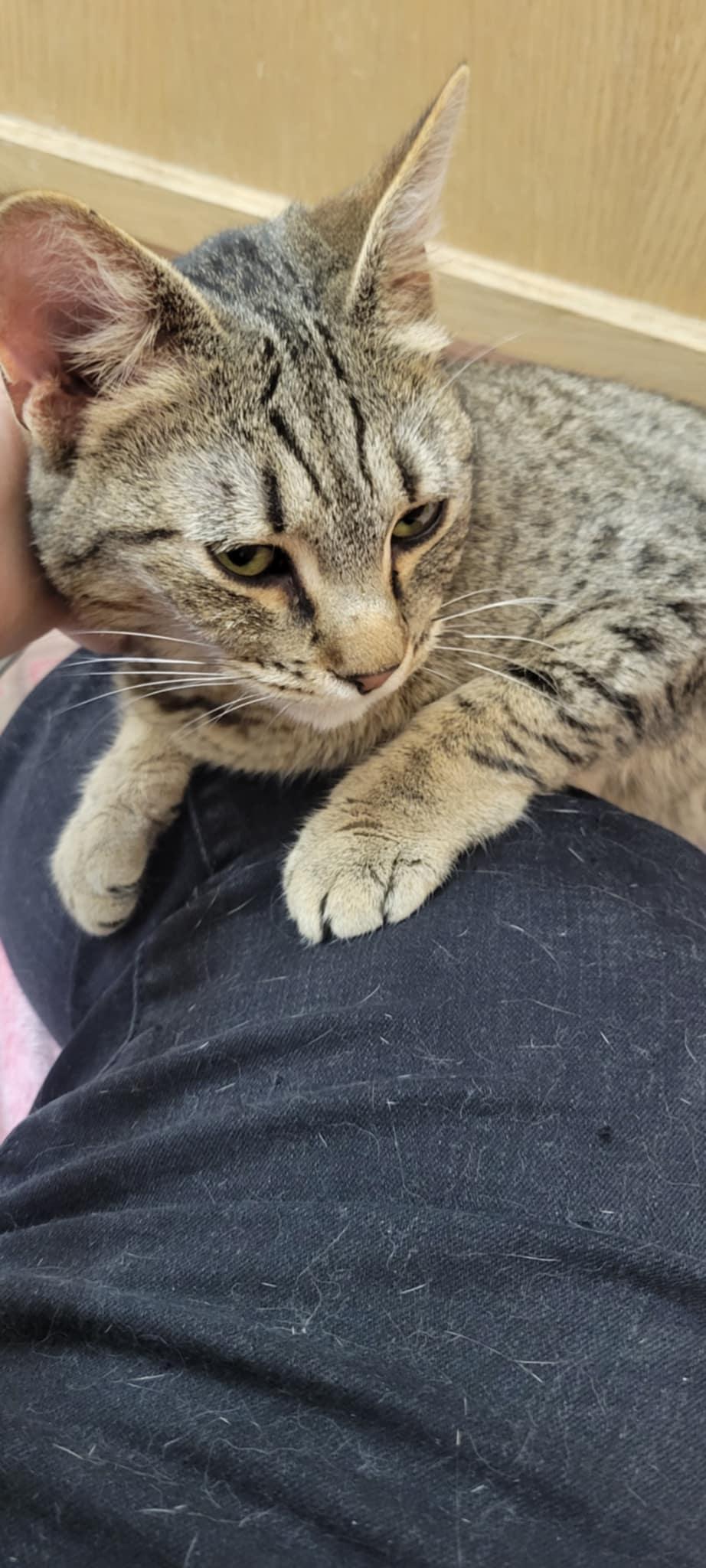 Sheba, an adoptable Domestic Short Hair in Yakima, WA, 98908 | Photo Image 3