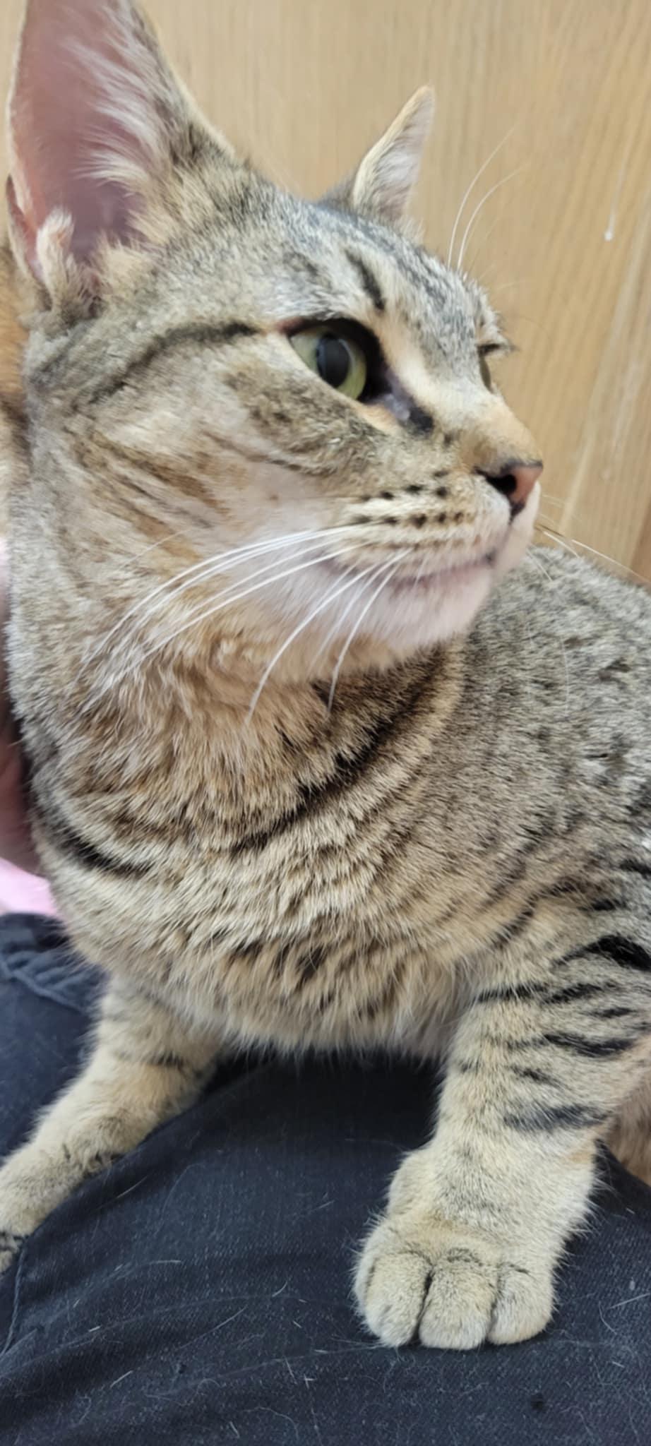Sheba, an adoptable Domestic Short Hair in Yakima, WA, 98908 | Photo Image 4