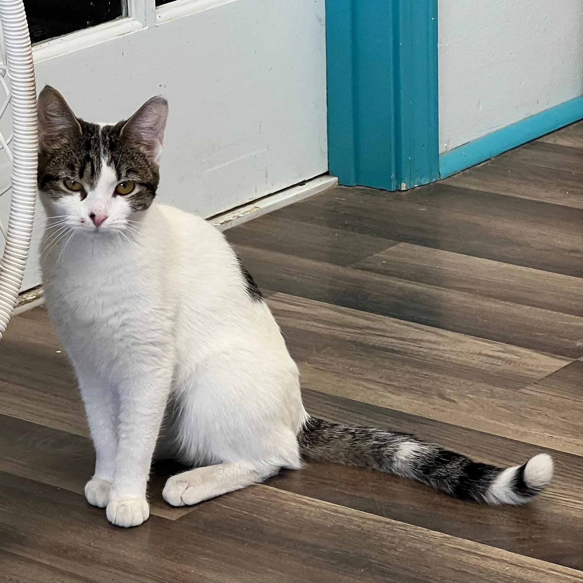 Enlarge Veronica, an adopted Domestic Short Hair in Grand Rapids, MI image 4/6