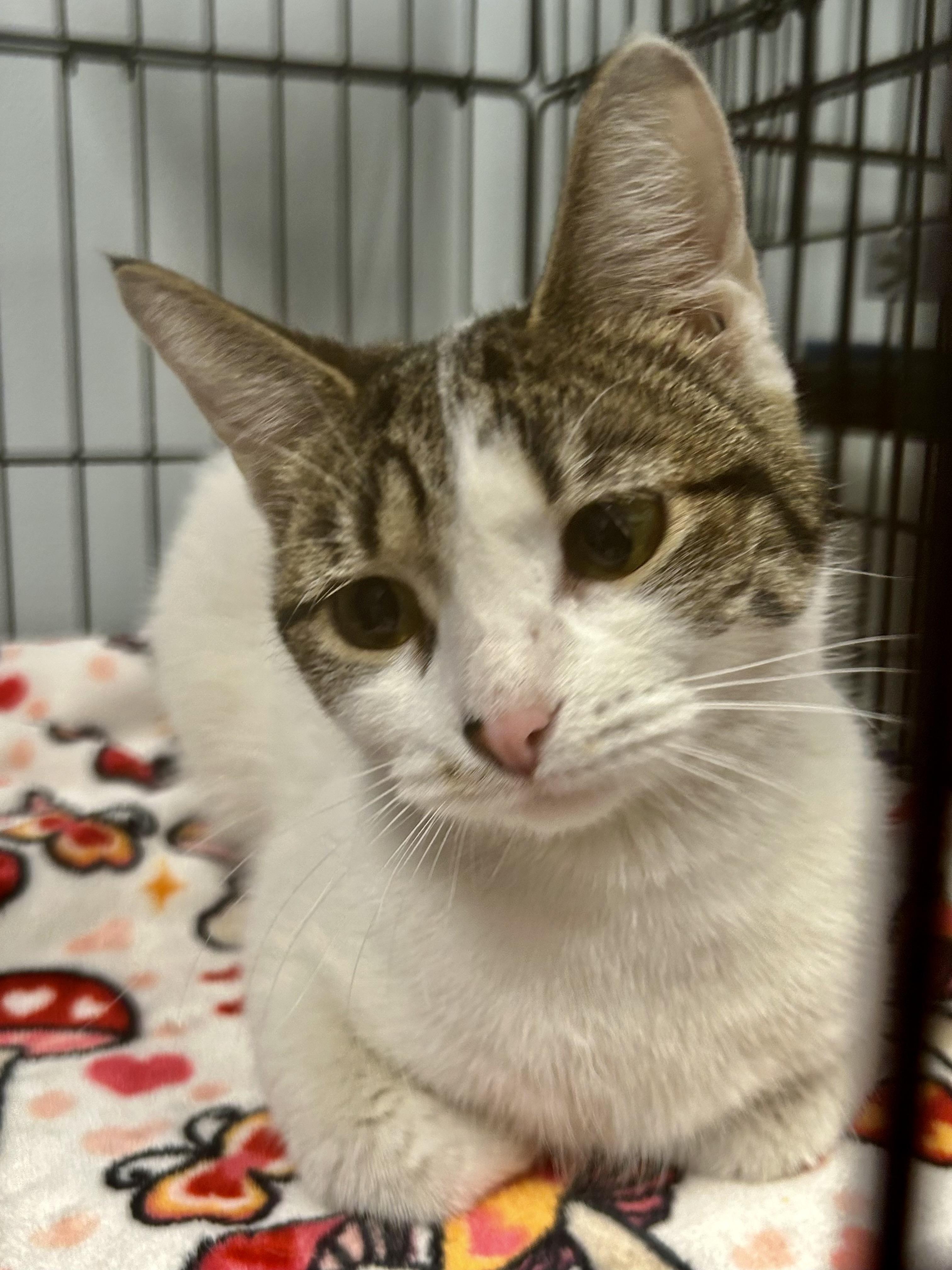 Enlarge Veronica, an adopted Domestic Short Hair in Grand Rapids, MI image 2/6