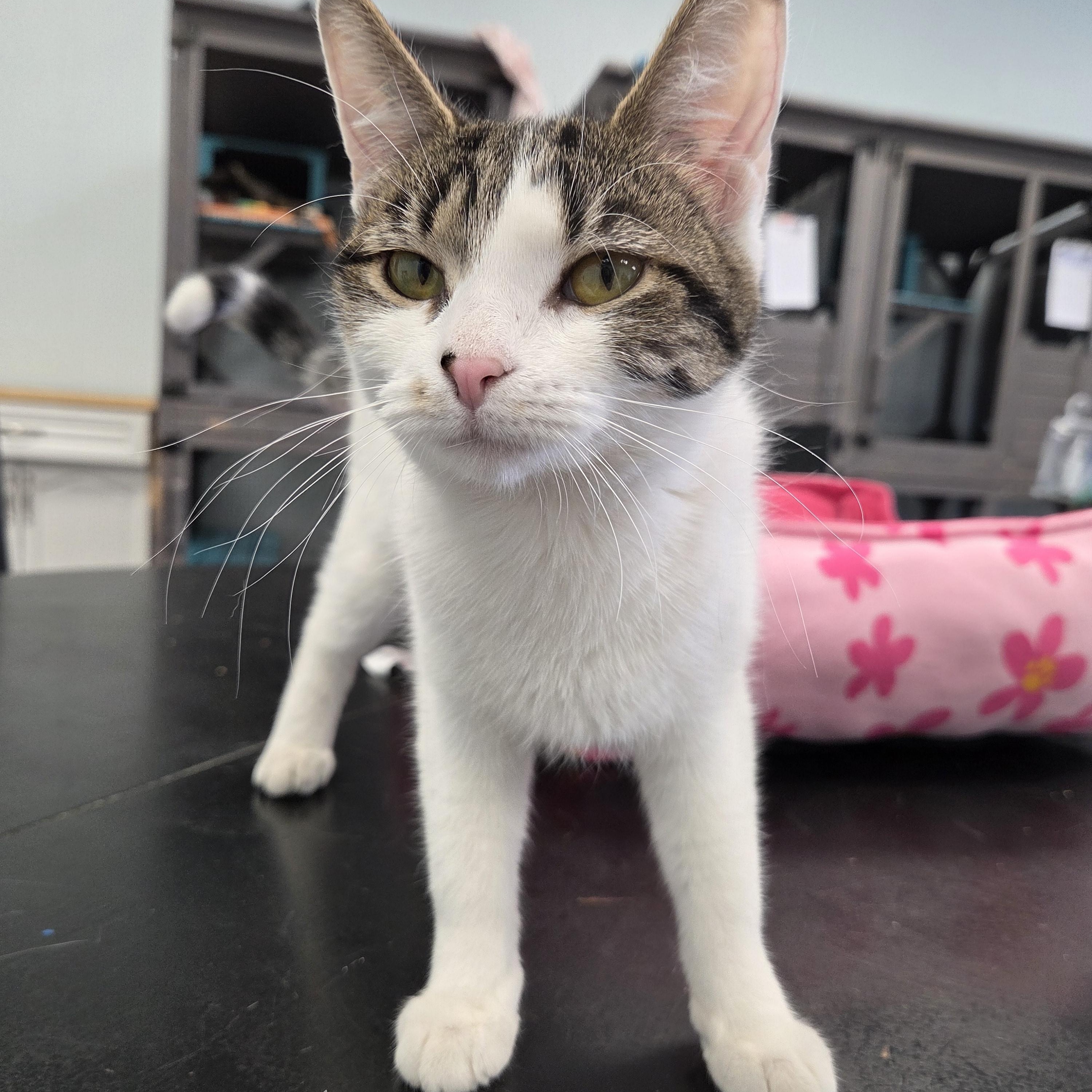 Enlarge Veronica, an adopted Domestic Short Hair in Grand Rapids, MI image 3/6