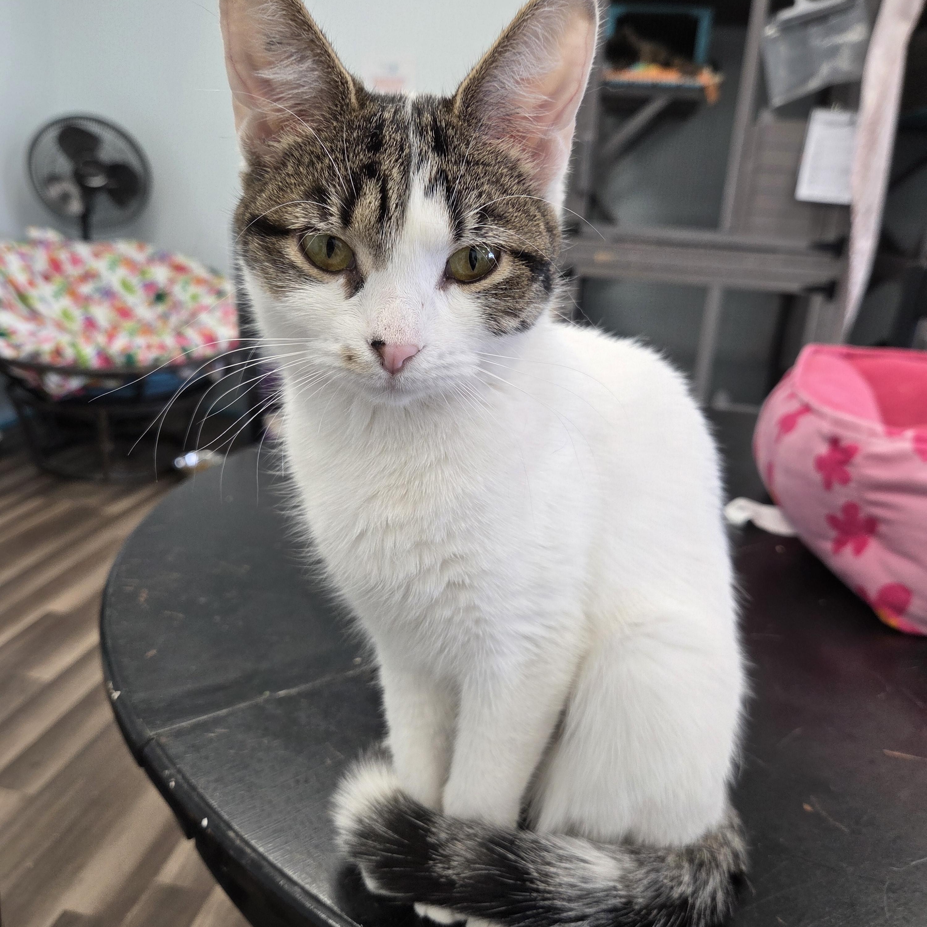 Enlarge Veronica, an adopted Domestic Short Hair in Grand Rapids, MI image 1/6