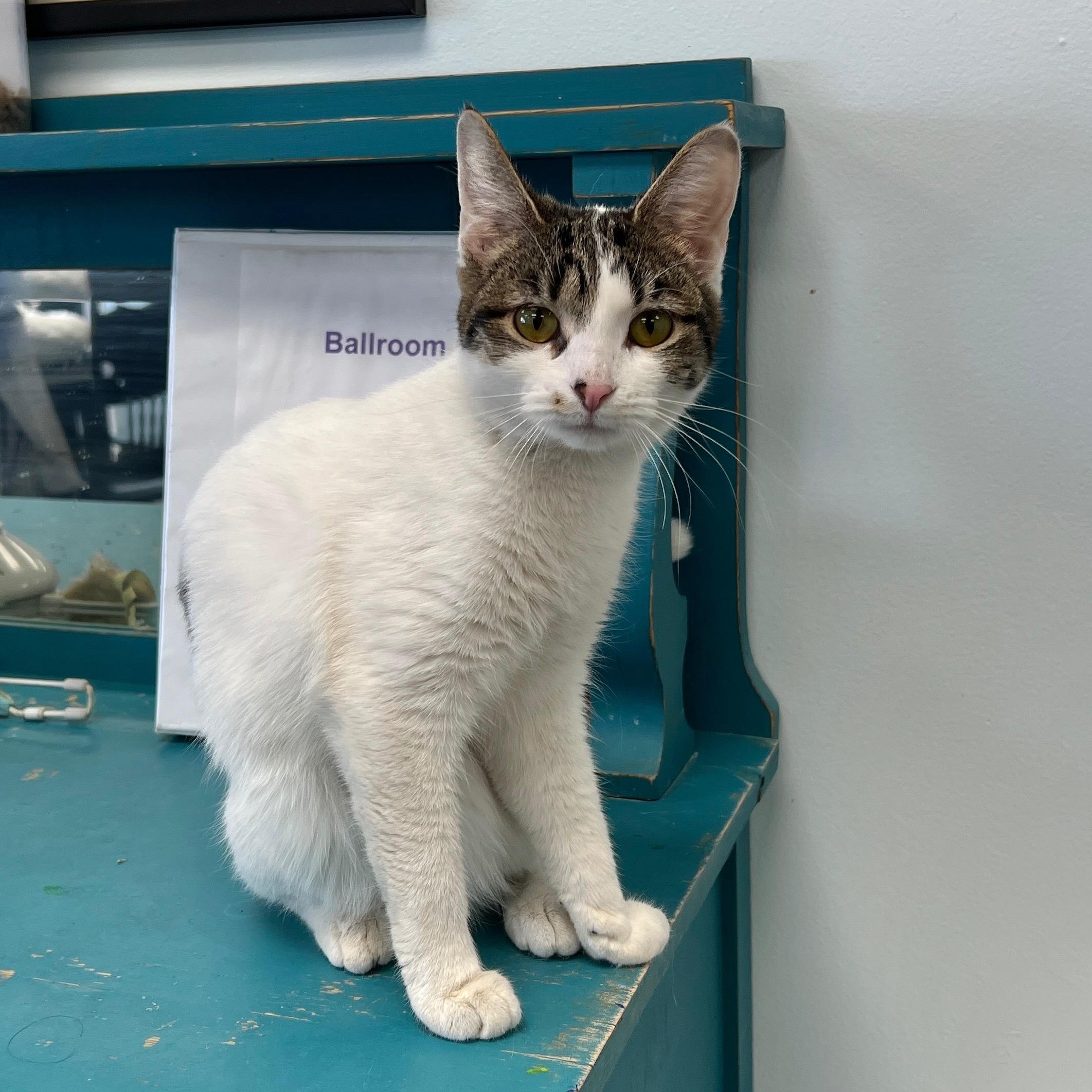 Enlarge Veronica, an adopted Domestic Short Hair in Grand Rapids, MI image 6/6