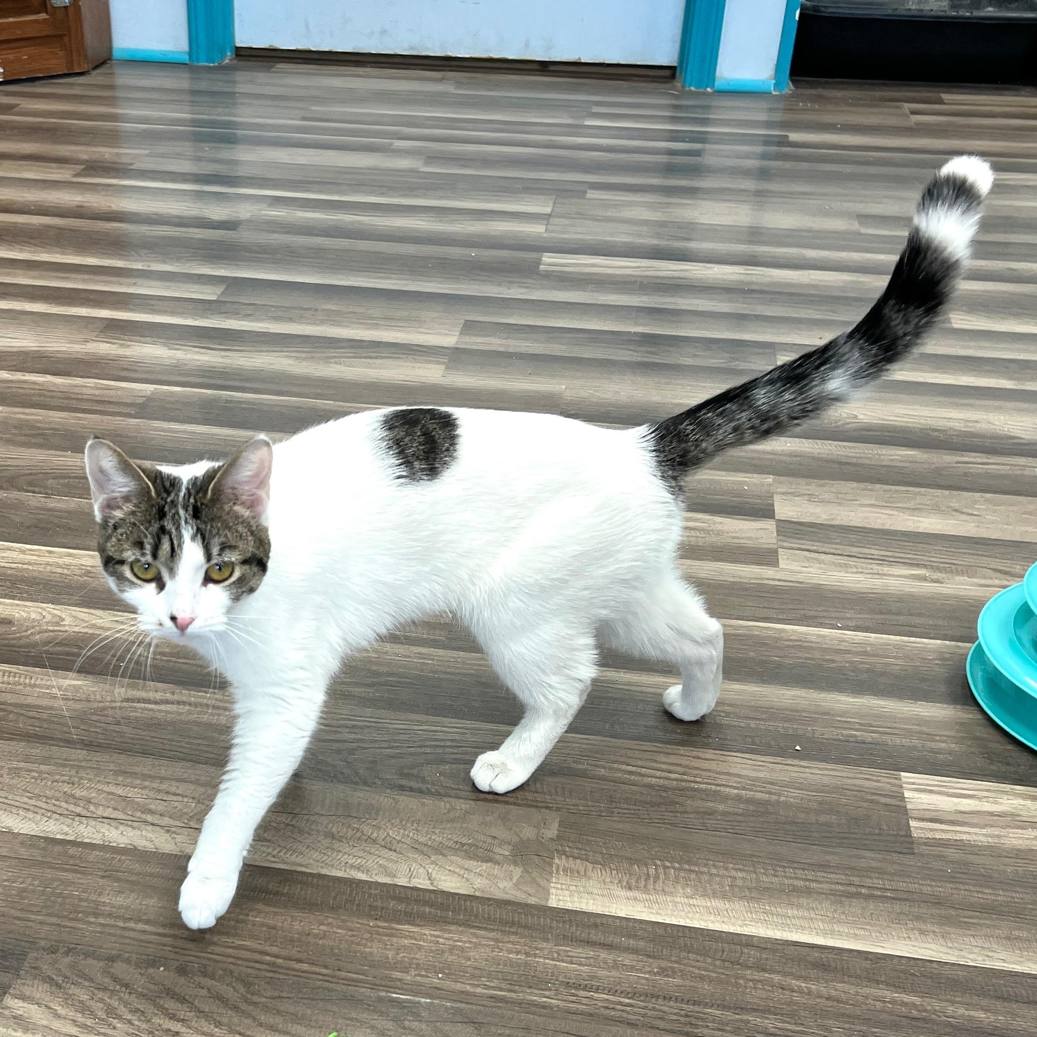 Enlarge Veronica, an adopted Domestic Short Hair in Grand Rapids, MI image 5/6