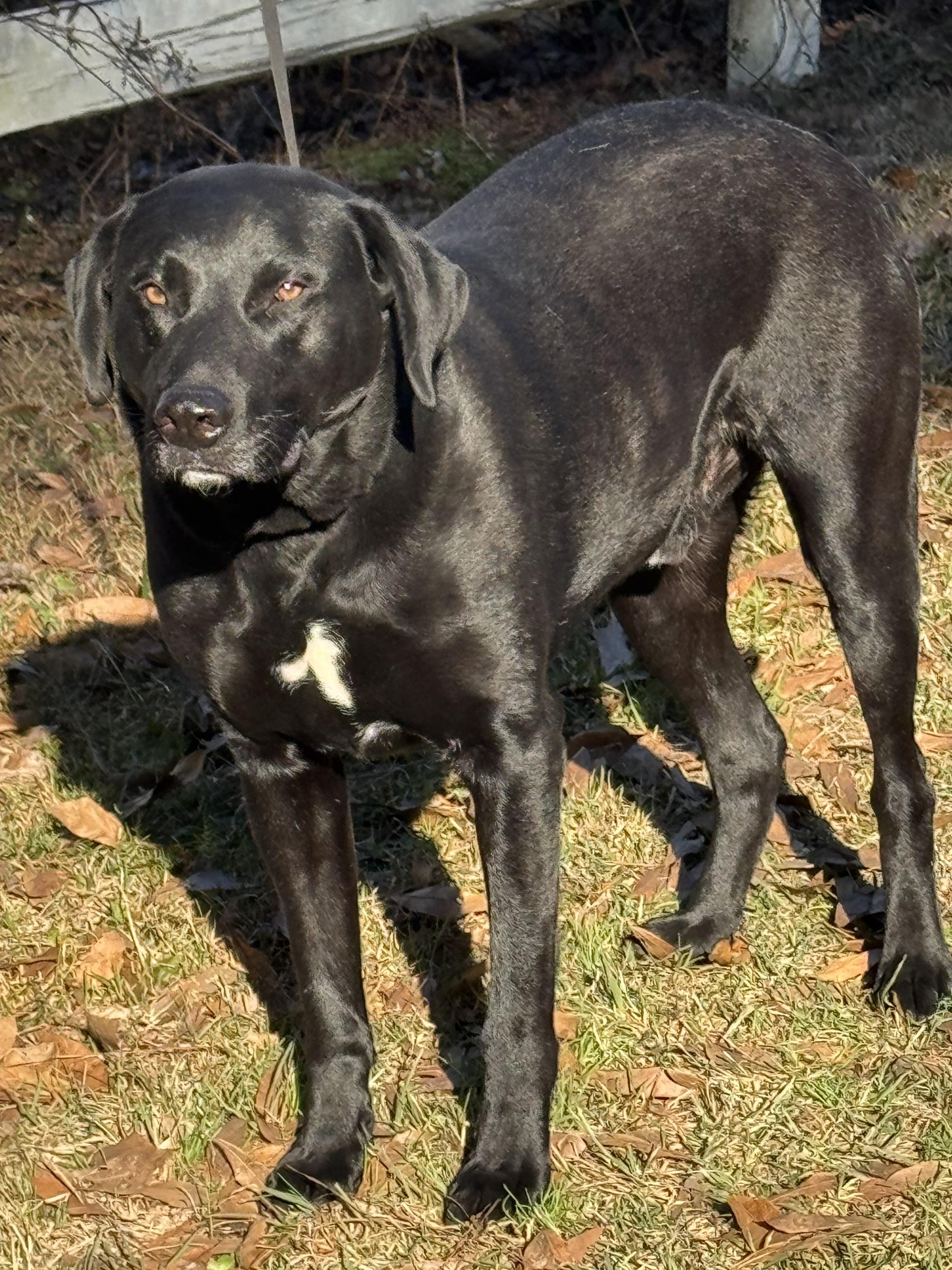BISHOPP, ADOPTABLE, Young Male Labrador Retriever.