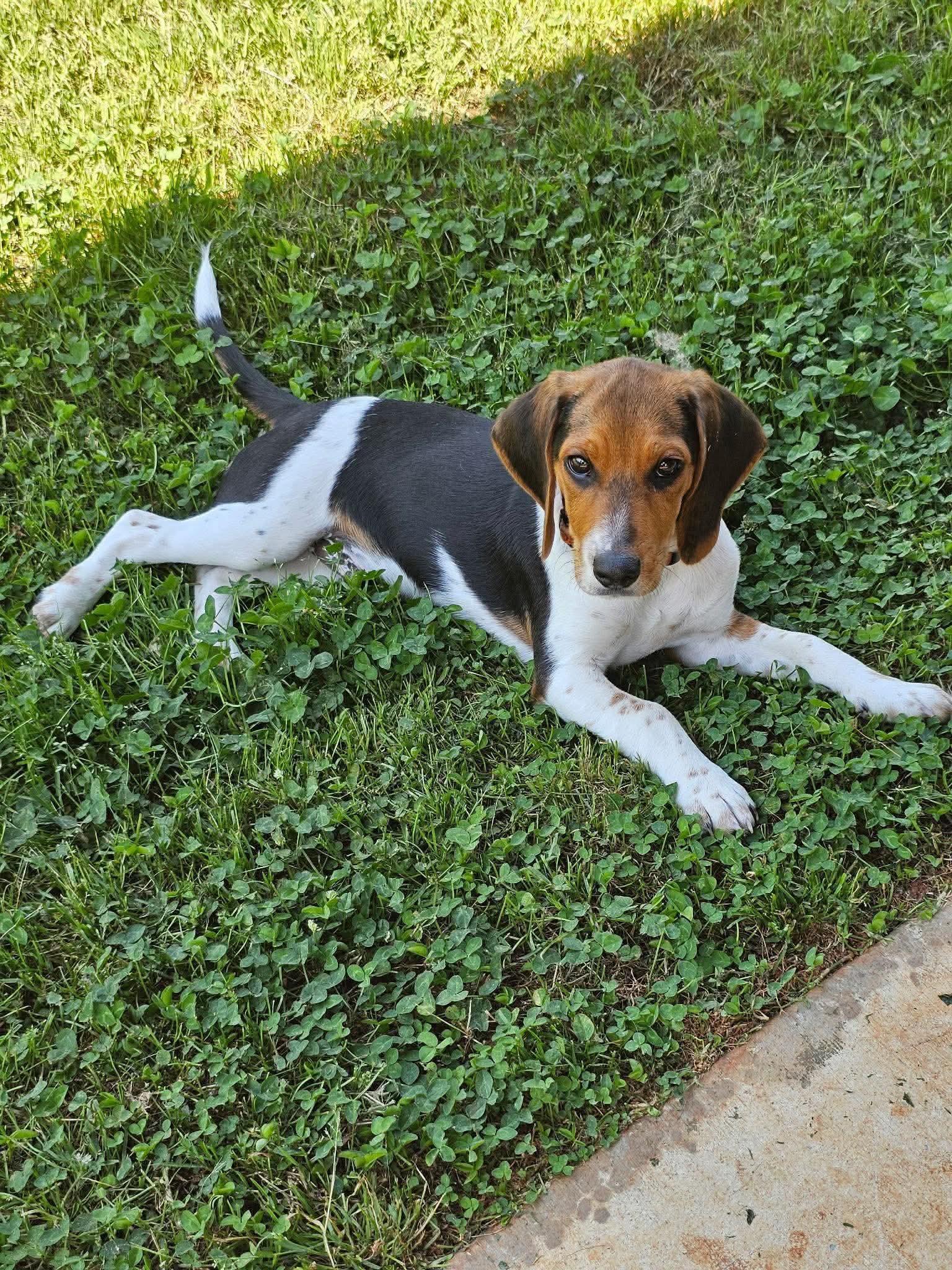 Enlarge Wiggles, an adopted Beagle in Smithfield, RI image 4/6