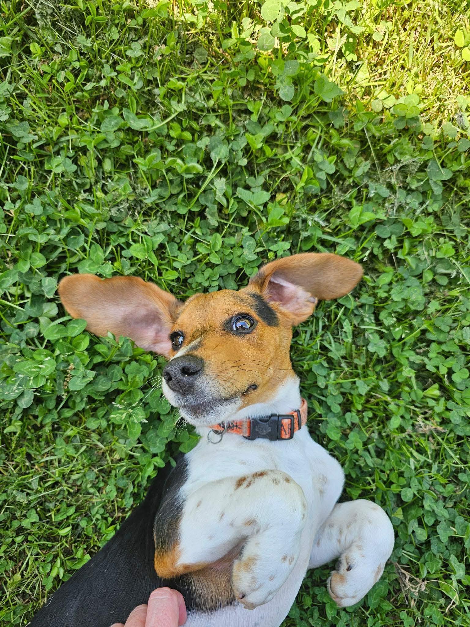 Enlarge Wiggles, an adopted Beagle in Smithfield, RI image 3/6