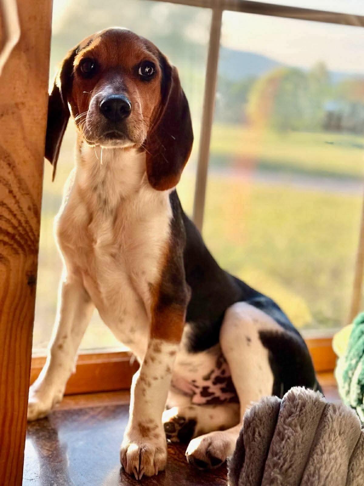 Enlarge Wiggles, an adopted Beagle in Smithfield, RI image 6/6