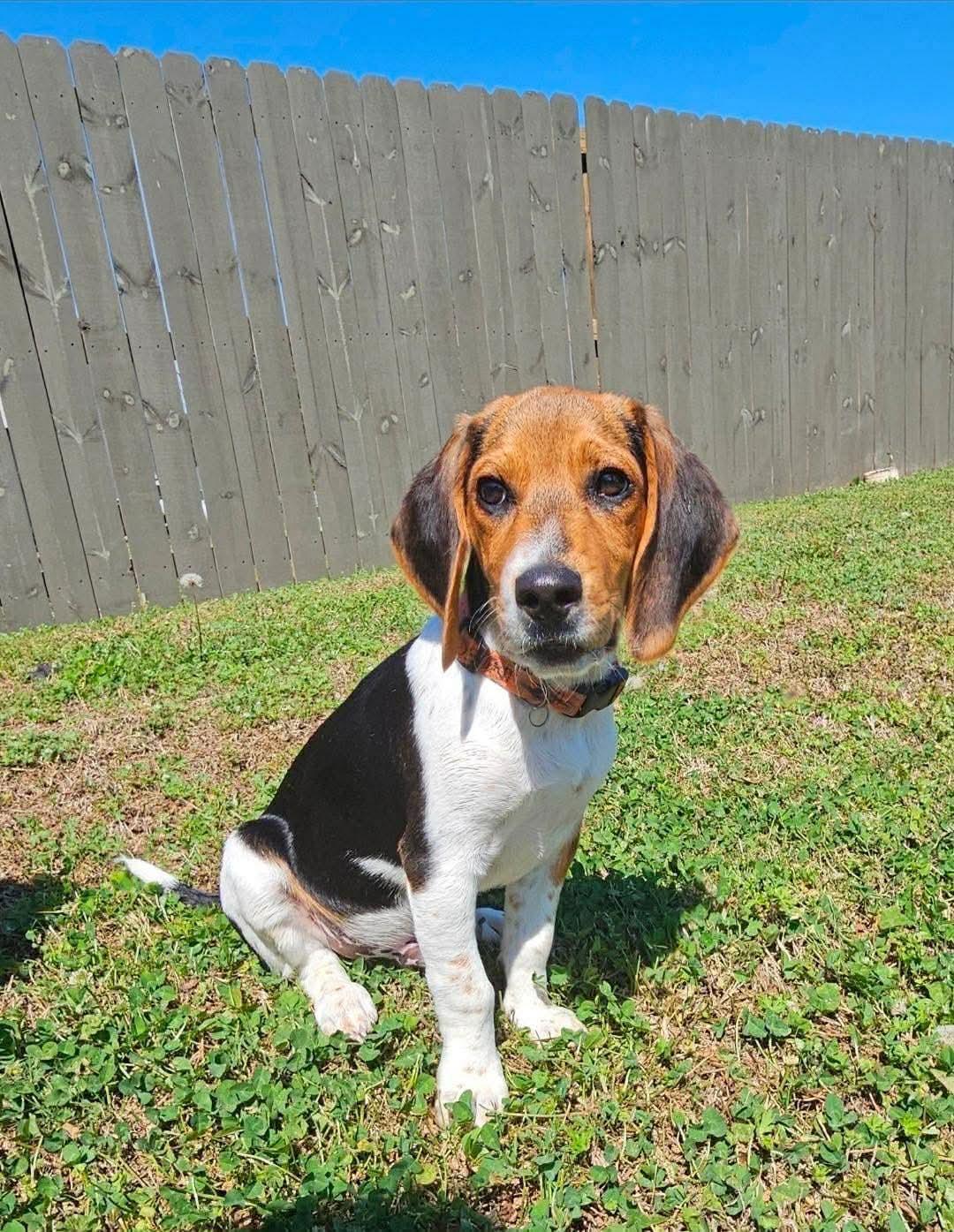 Enlarge Wiggles, an adopted Beagle in Smithfield, RI image 2/6