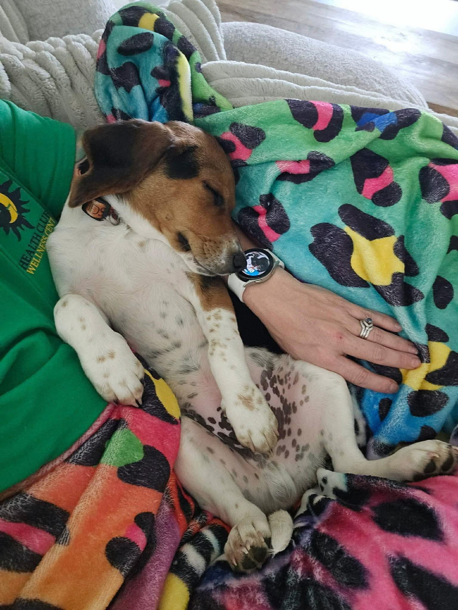 Enlarge Wiggles, an adopted Beagle in Smithfield, RI image 5/6