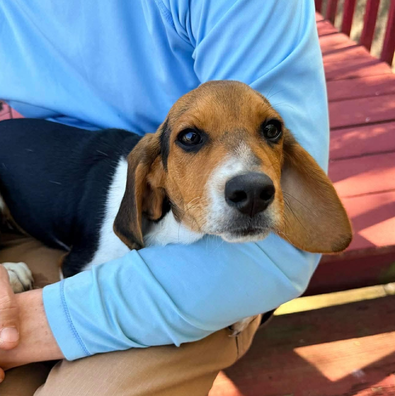 Wiggles, adopted, Puppy Male Beagle.