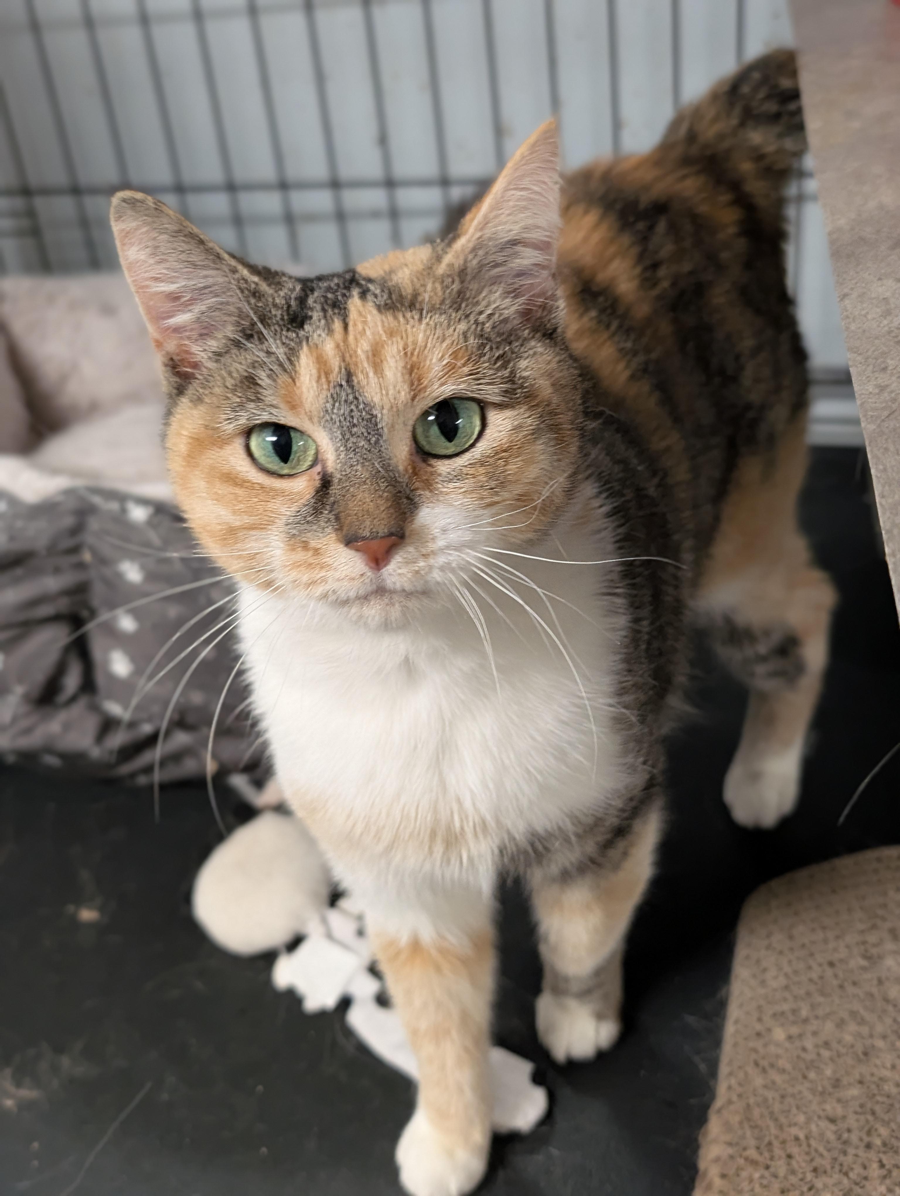 Enlarge Sparkle, an adopted Domestic Short Hair in Tilton, IL image 1/2