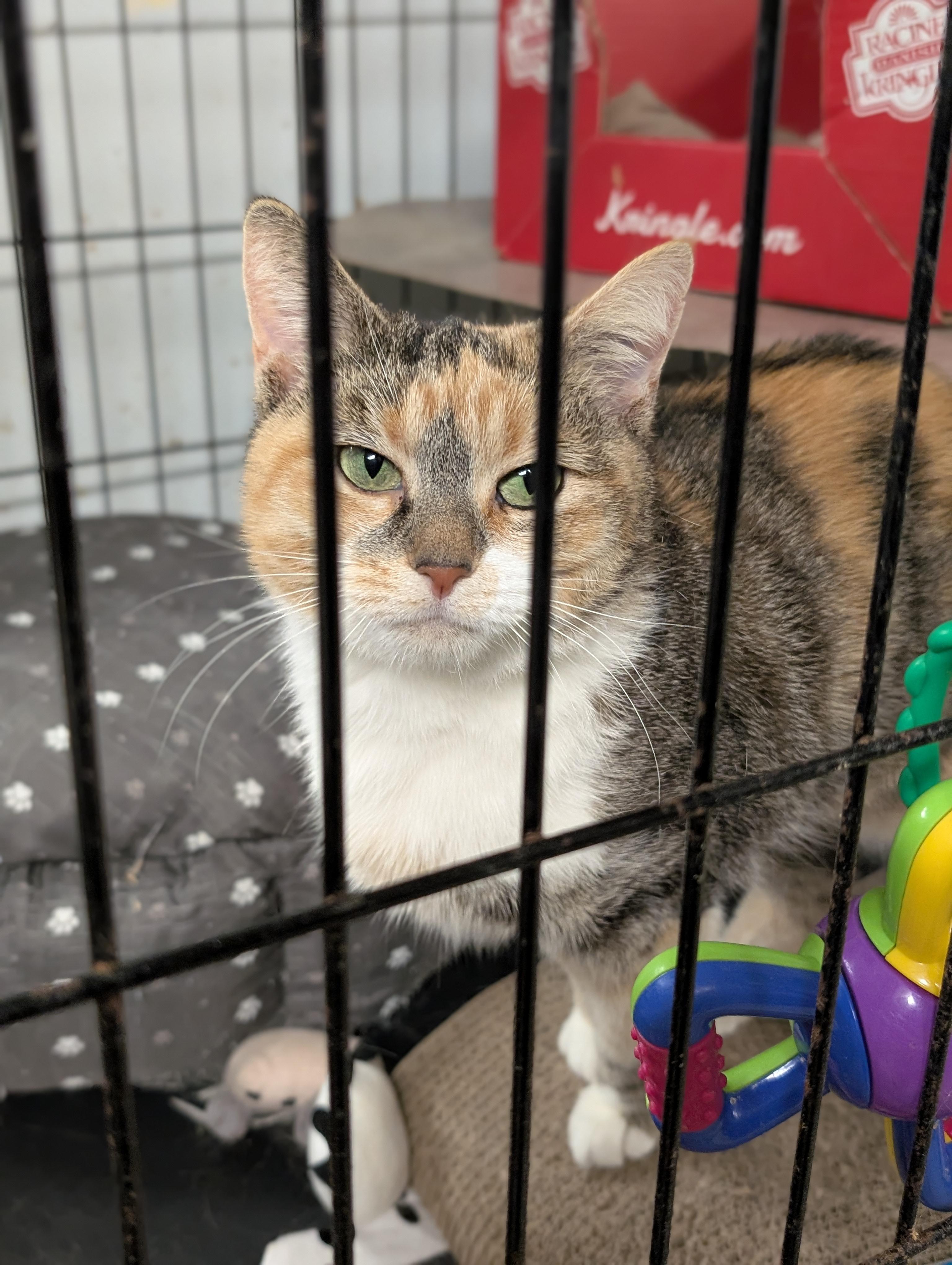 Enlarge Sparkle, an adopted Domestic Short Hair in Tilton, IL image 2/2