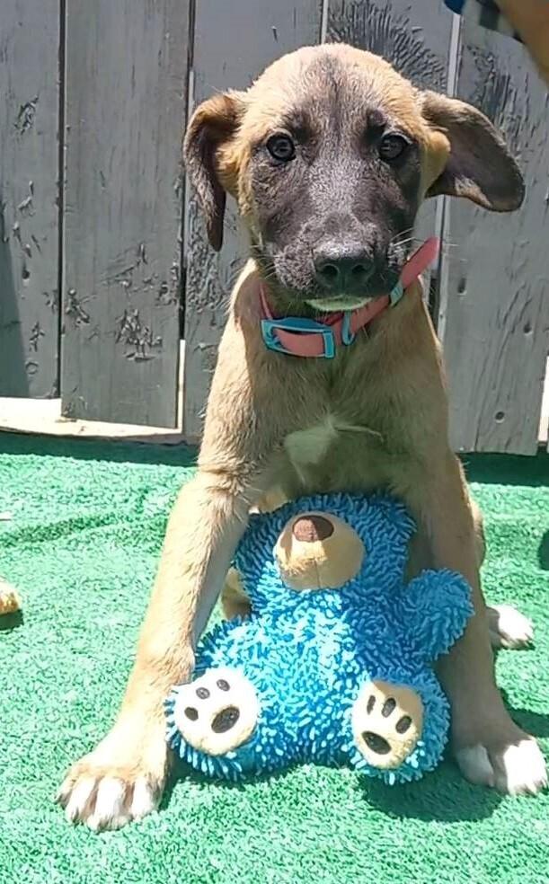 Janice, Adoptable, Puppy Female Belgian Shepherd / Sheepdog.