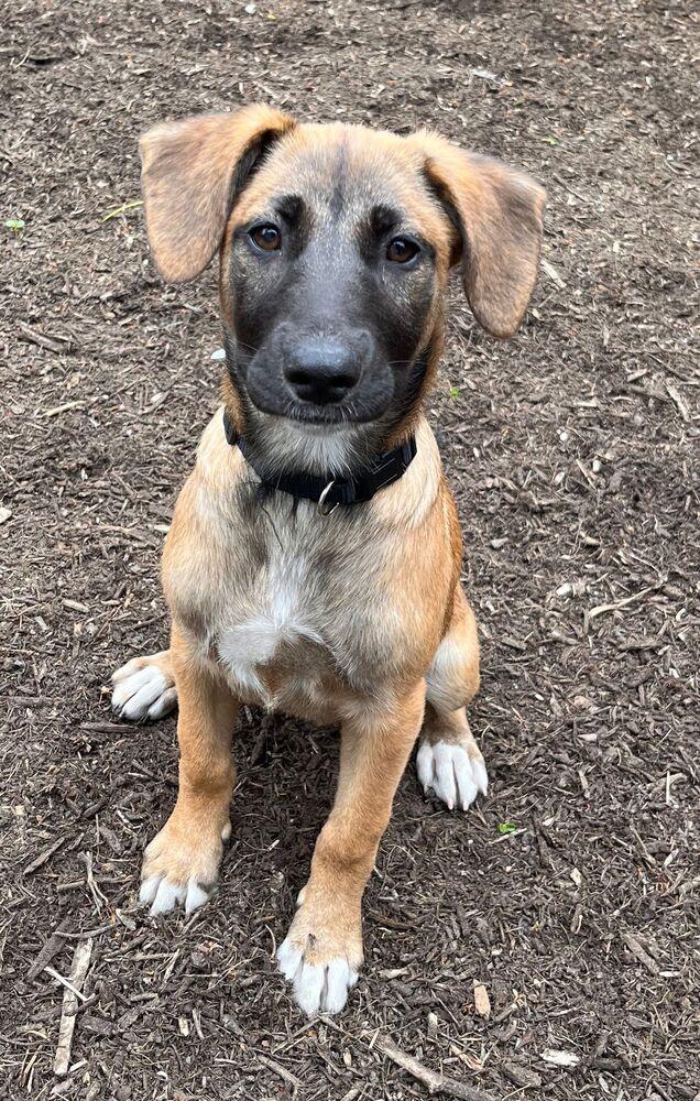 Janice, a Adoptable mixed breed in Playa Encantada, BCN image 4/6