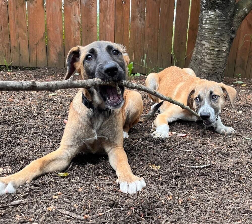 Janice, a Adoptable mixed breed in Playa Encantada, BCN image 5/6