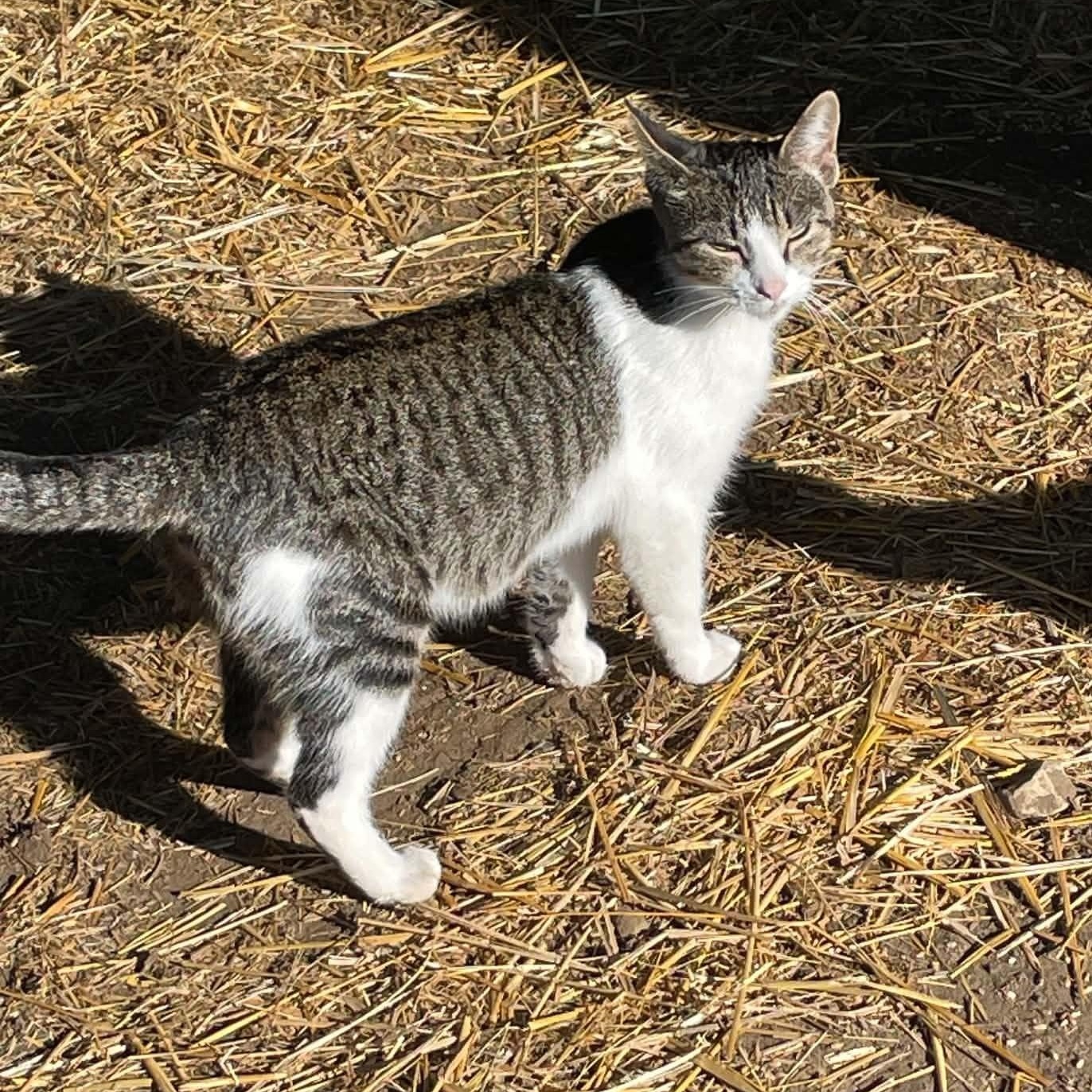 Enlarge Salt, a Adoptable mixed breed in Dickinson, ND image 2/2