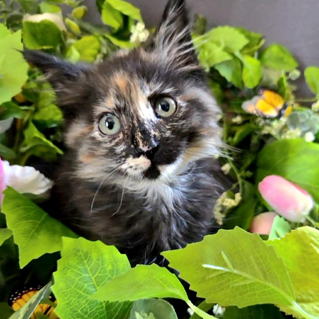 Enlarge Hummingbird, a Adoptable mixed breed in Commerce City, CO image 5/6