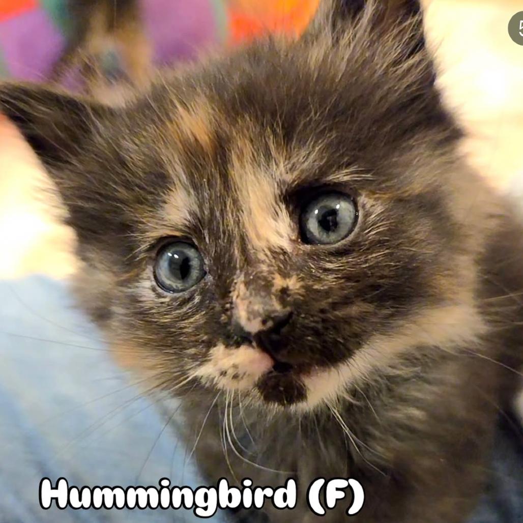 Enlarge Hummingbird, a Adoptable mixed breed in Commerce City, CO image 6/6