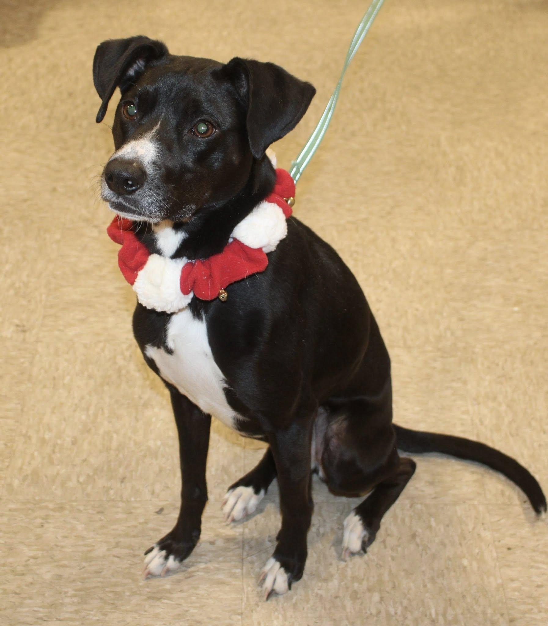 Enlarge Rosie, a ADOPTABLE mixed breed in Stuarts Draft, VA image 4/6