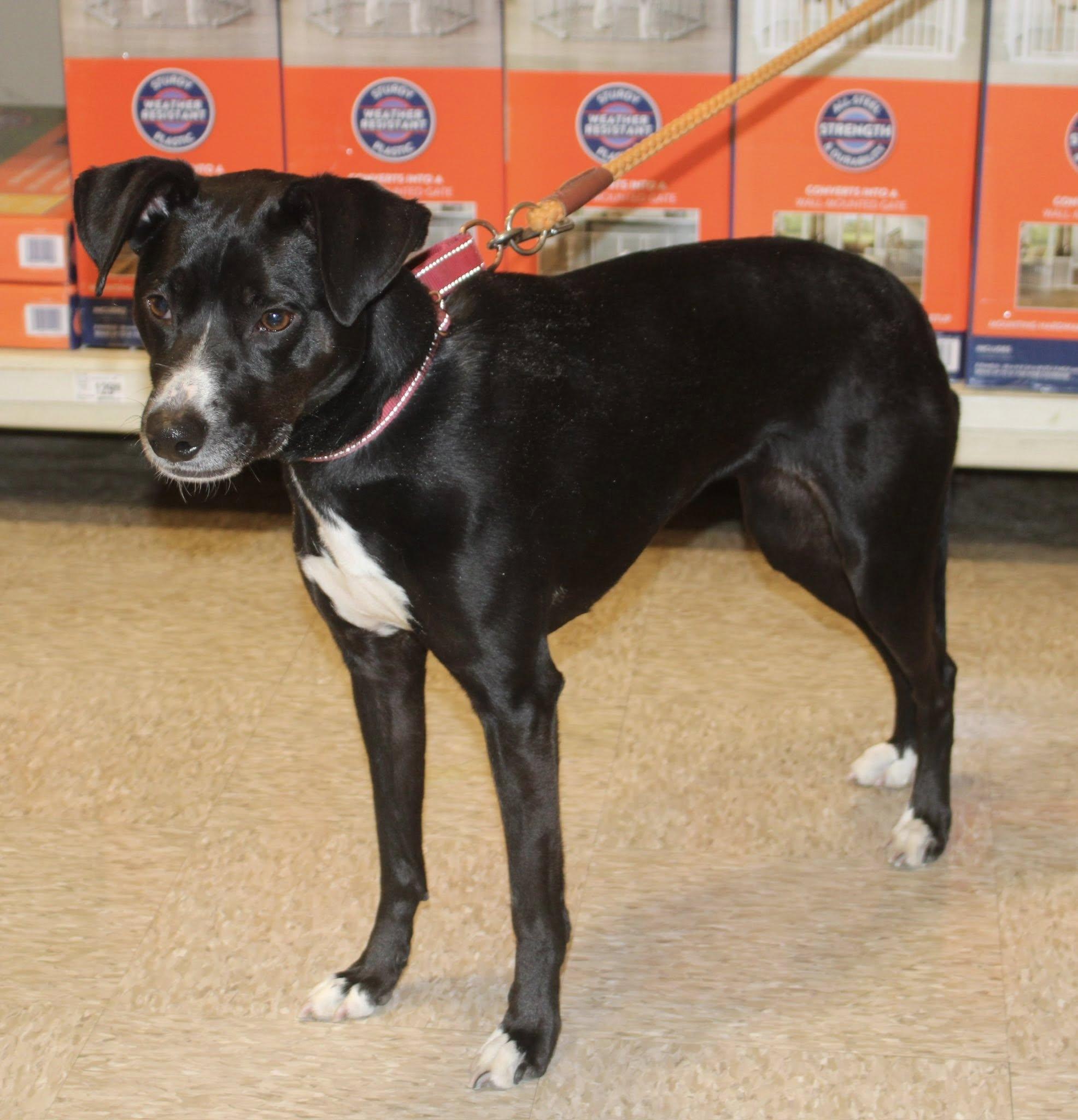 Enlarge Rosie, a ADOPTABLE mixed breed in Stuarts Draft, VA image 2/6