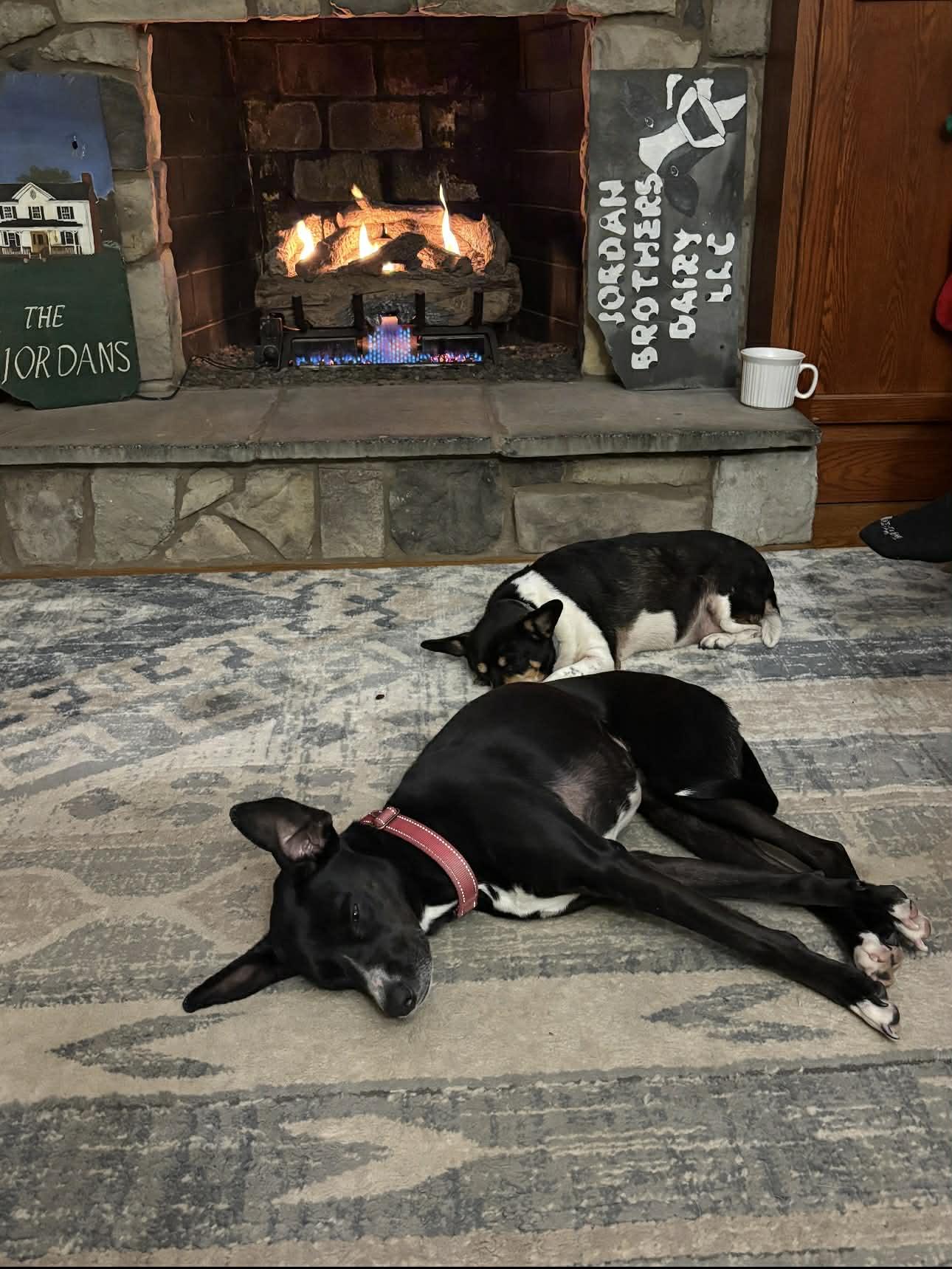 Enlarge Rosie, a ADOPTABLE mixed breed in Stuarts Draft, VA image 5/6