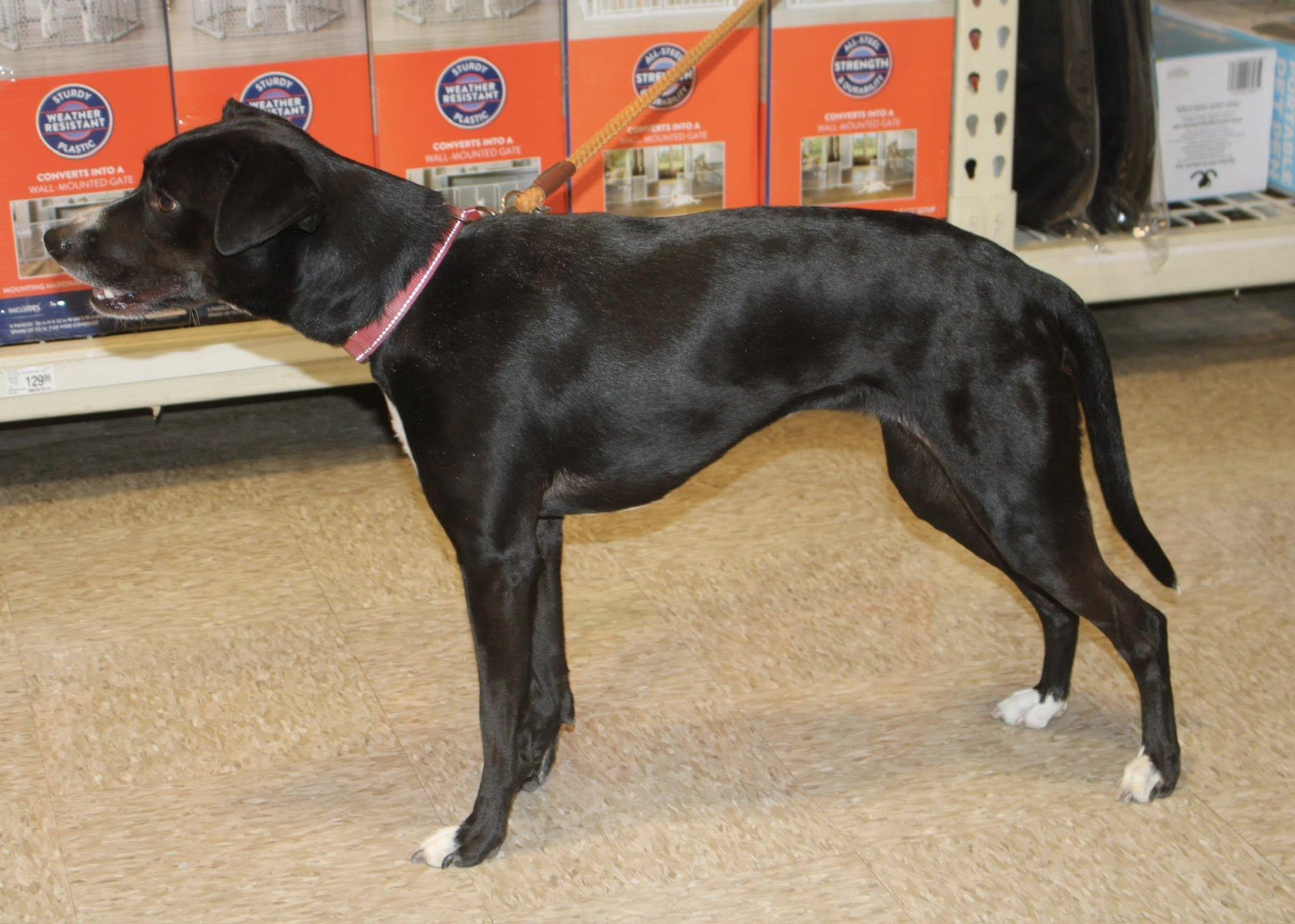 Enlarge Rosie, a ADOPTABLE mixed breed in Stuarts Draft, VA image 6/6