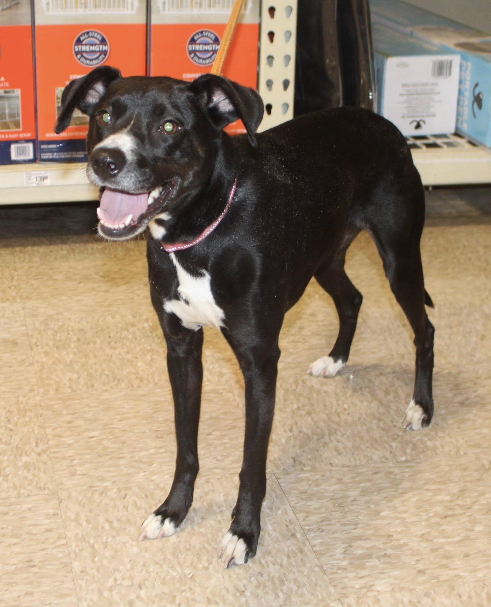 Enlarge Rosie, a ADOPTABLE mixed breed in Stuarts Draft, VA image 1/6