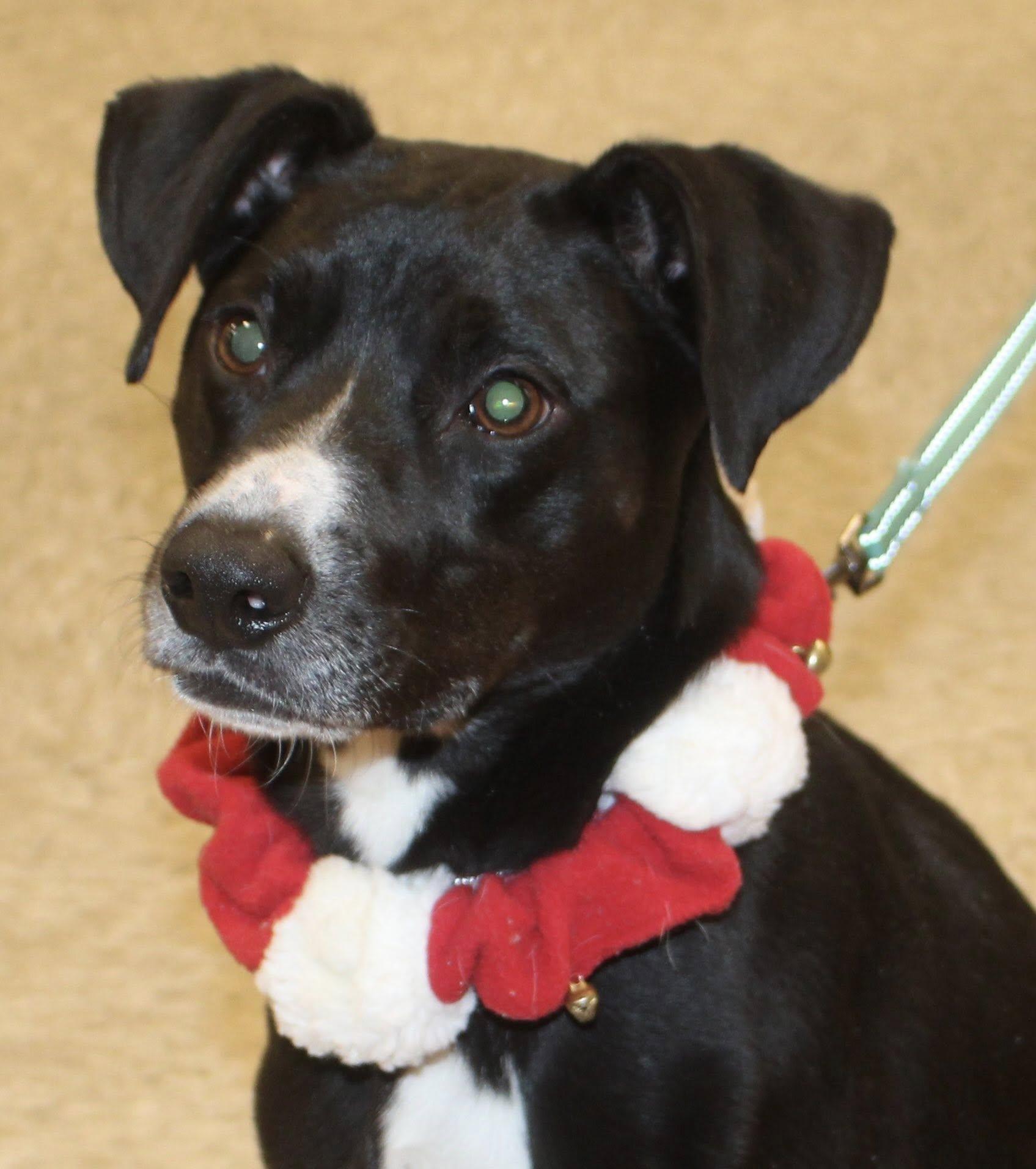 Enlarge Rosie, a ADOPTABLE mixed breed in Stuarts Draft, VA image 3/6