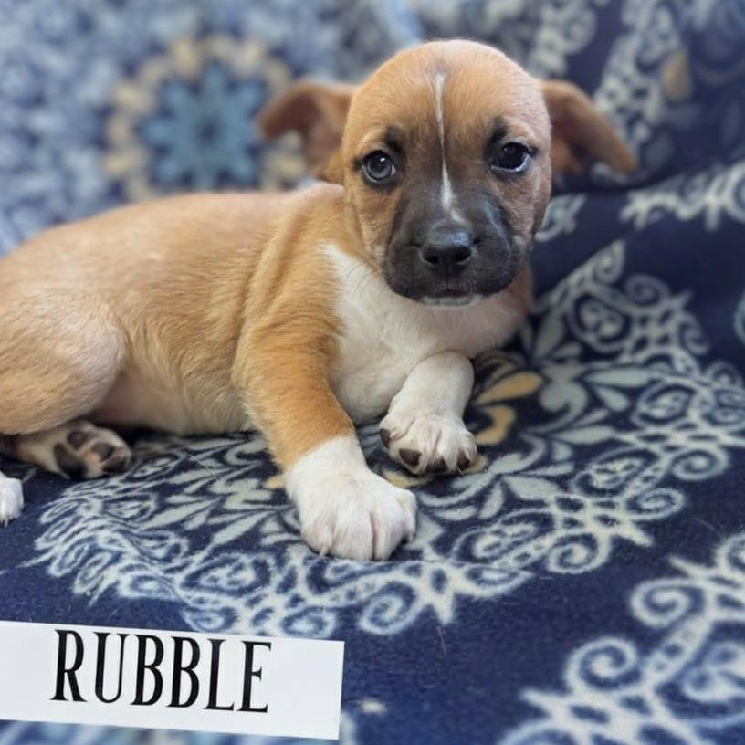 Rubble, Adoptable, Puppy Female Black Mouth Cur & Husky.