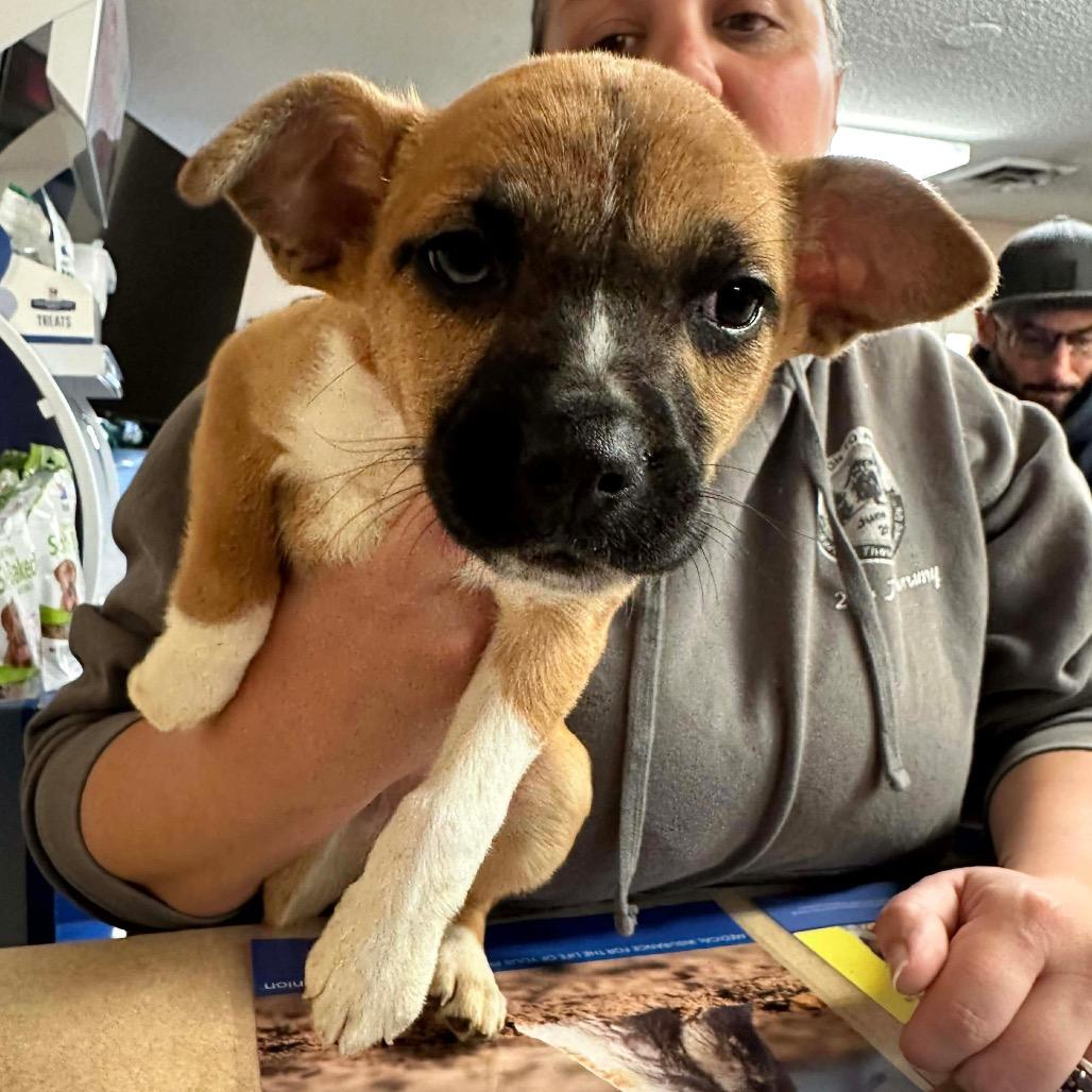 Enlarge Rubble, a Adoptable mixed breed in Griswold, CT image 2/2