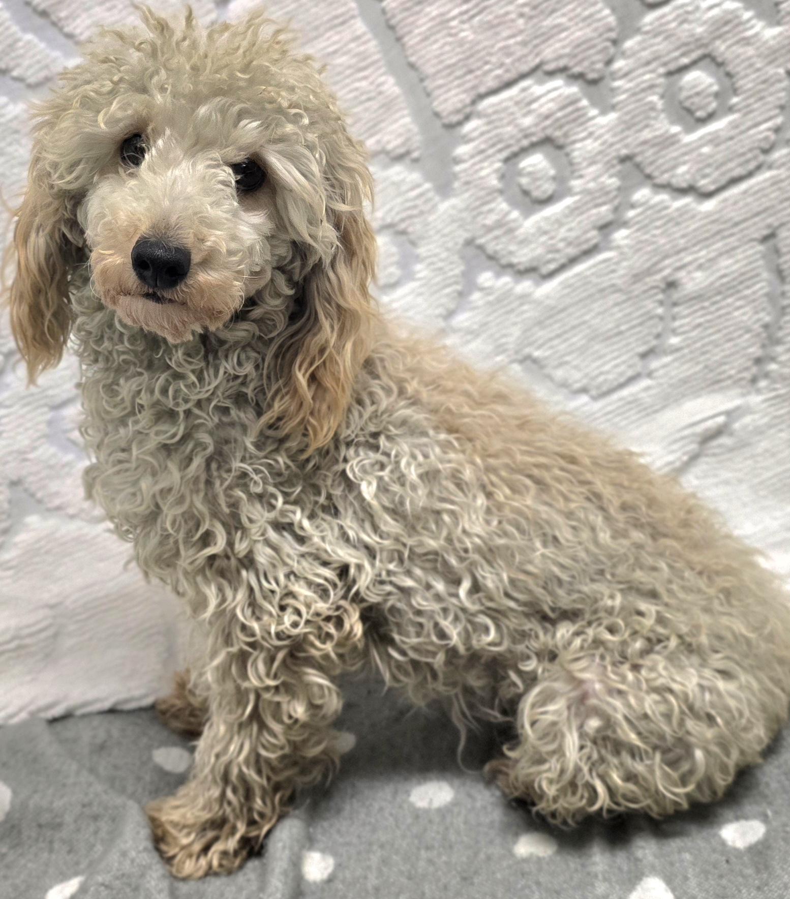 Sir Floofiebutt, Adopted, Young Male Miniature Poodle.