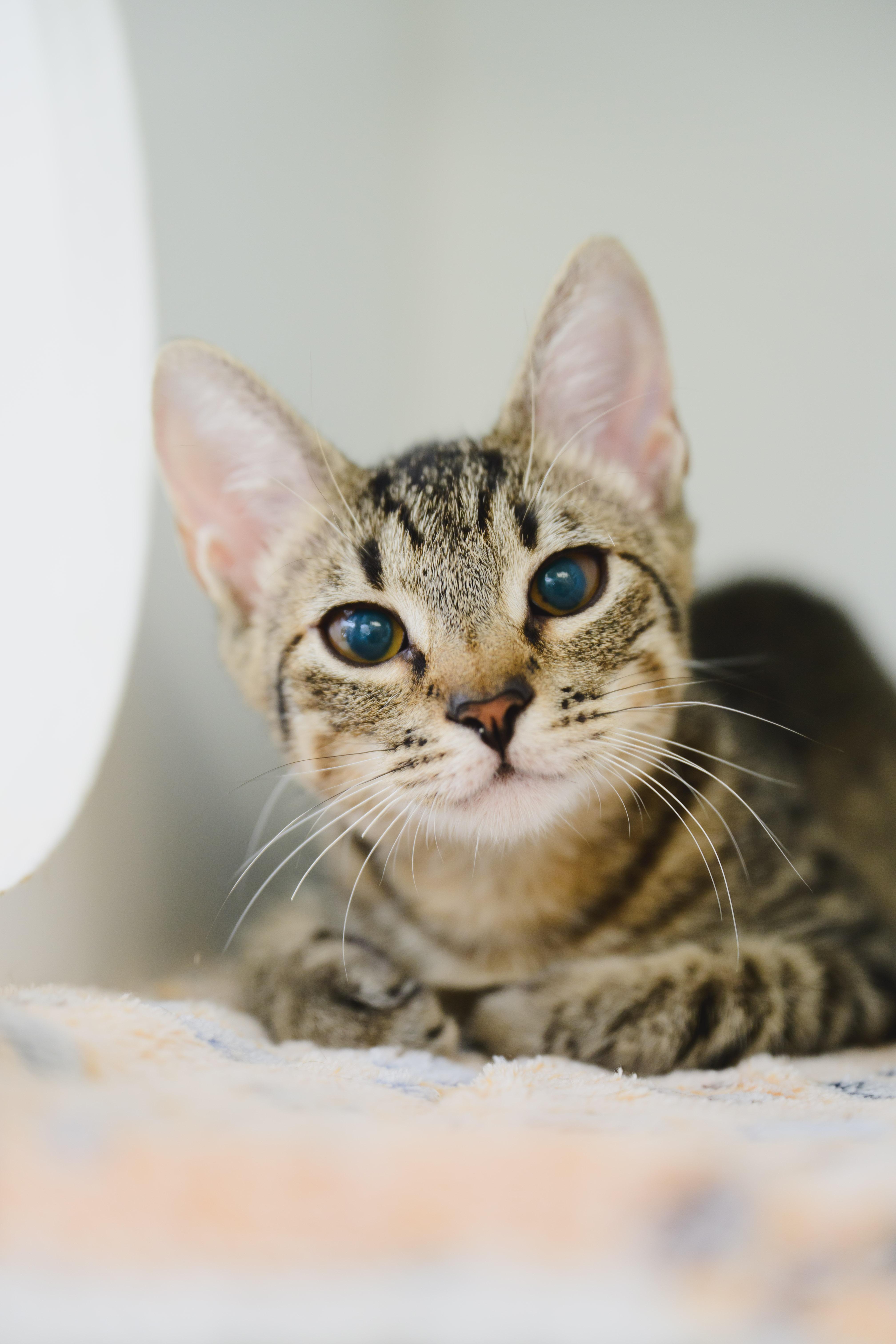 Tootsie, Adopted, Young Female Domestic Short Hair.