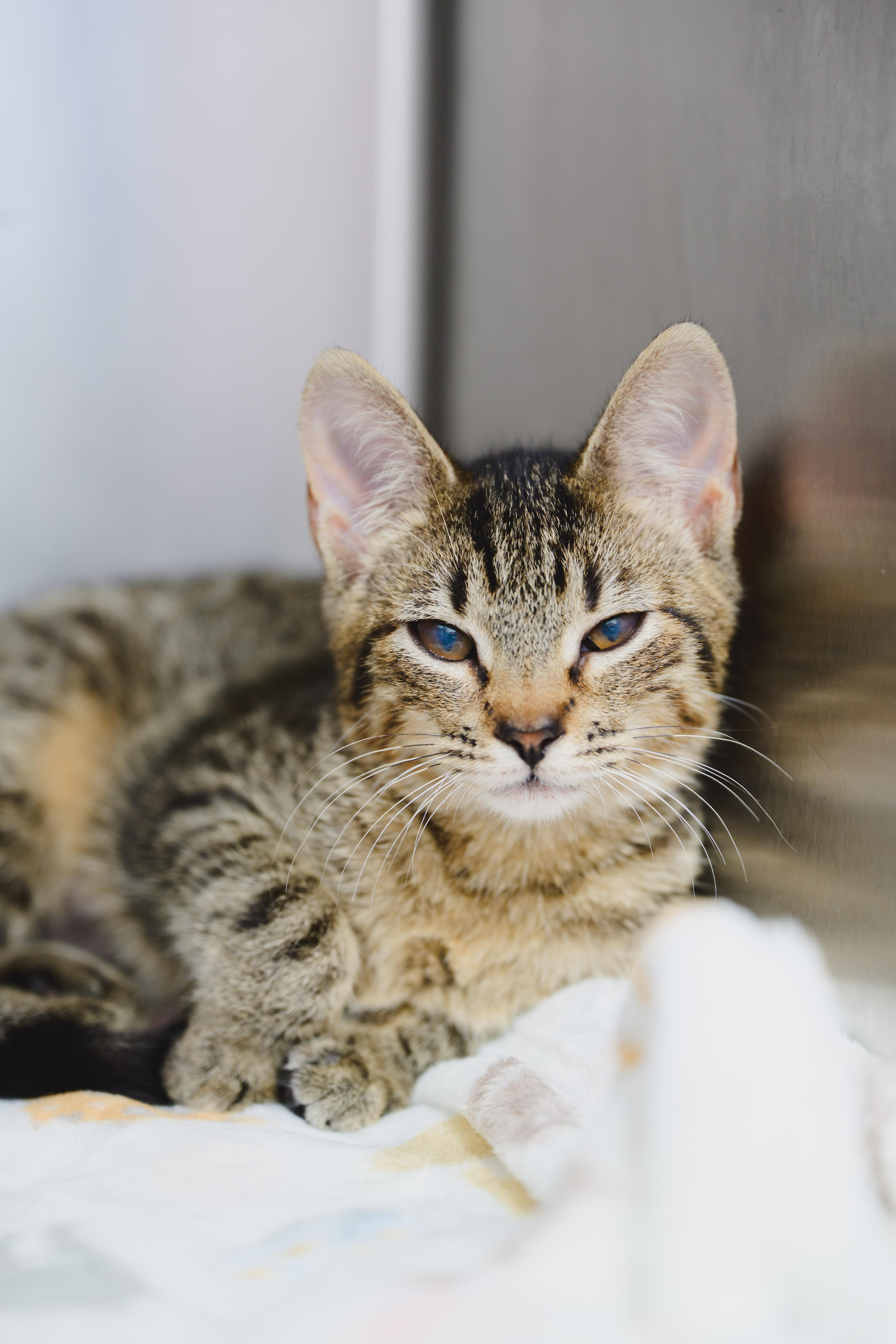 Enlarge Tootsie, a Adopted Domestic Short Hair in Honolulu, HI image 2/6