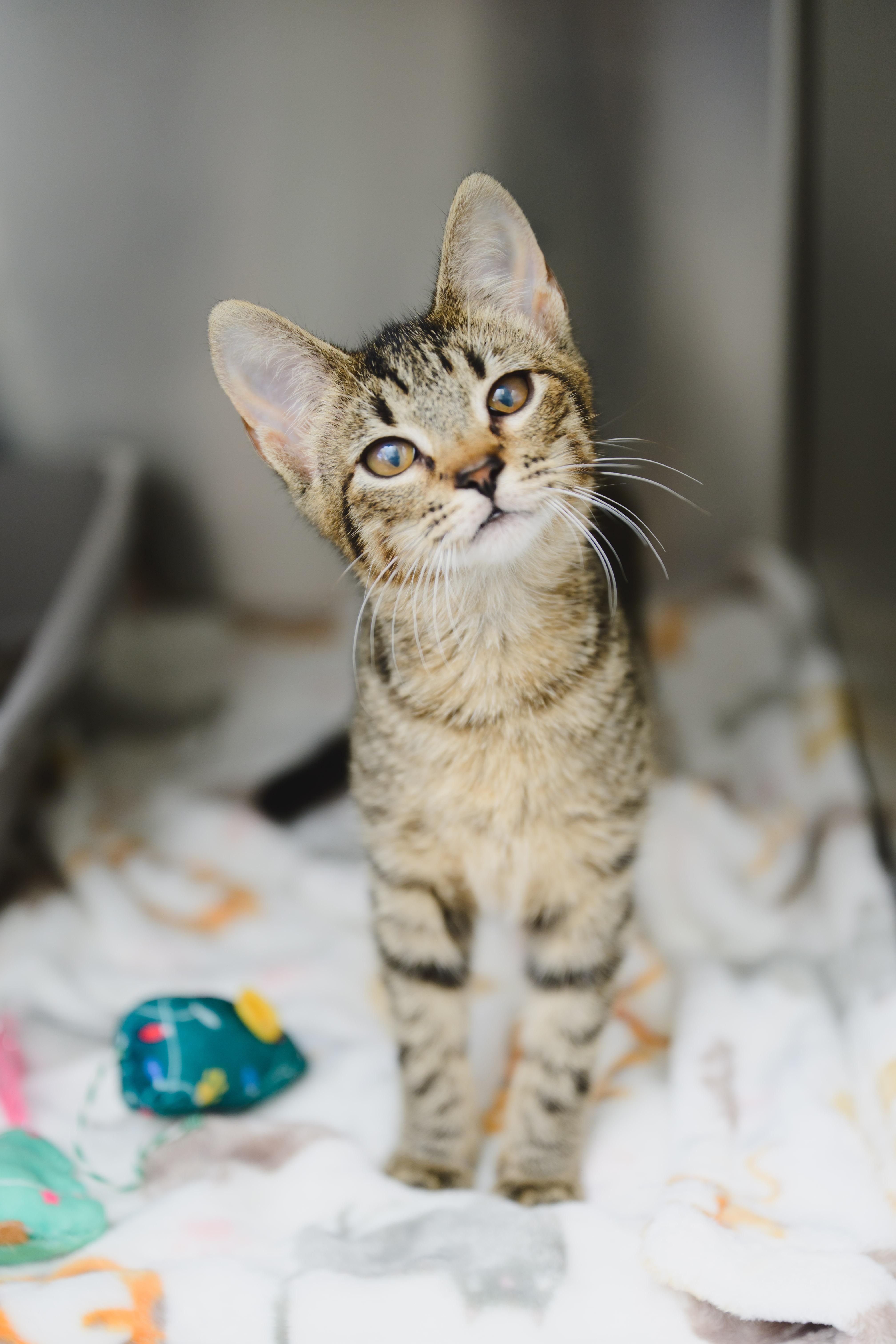 Enlarge Tootsie, a Adopted Domestic Short Hair in Honolulu, HI image 3/6