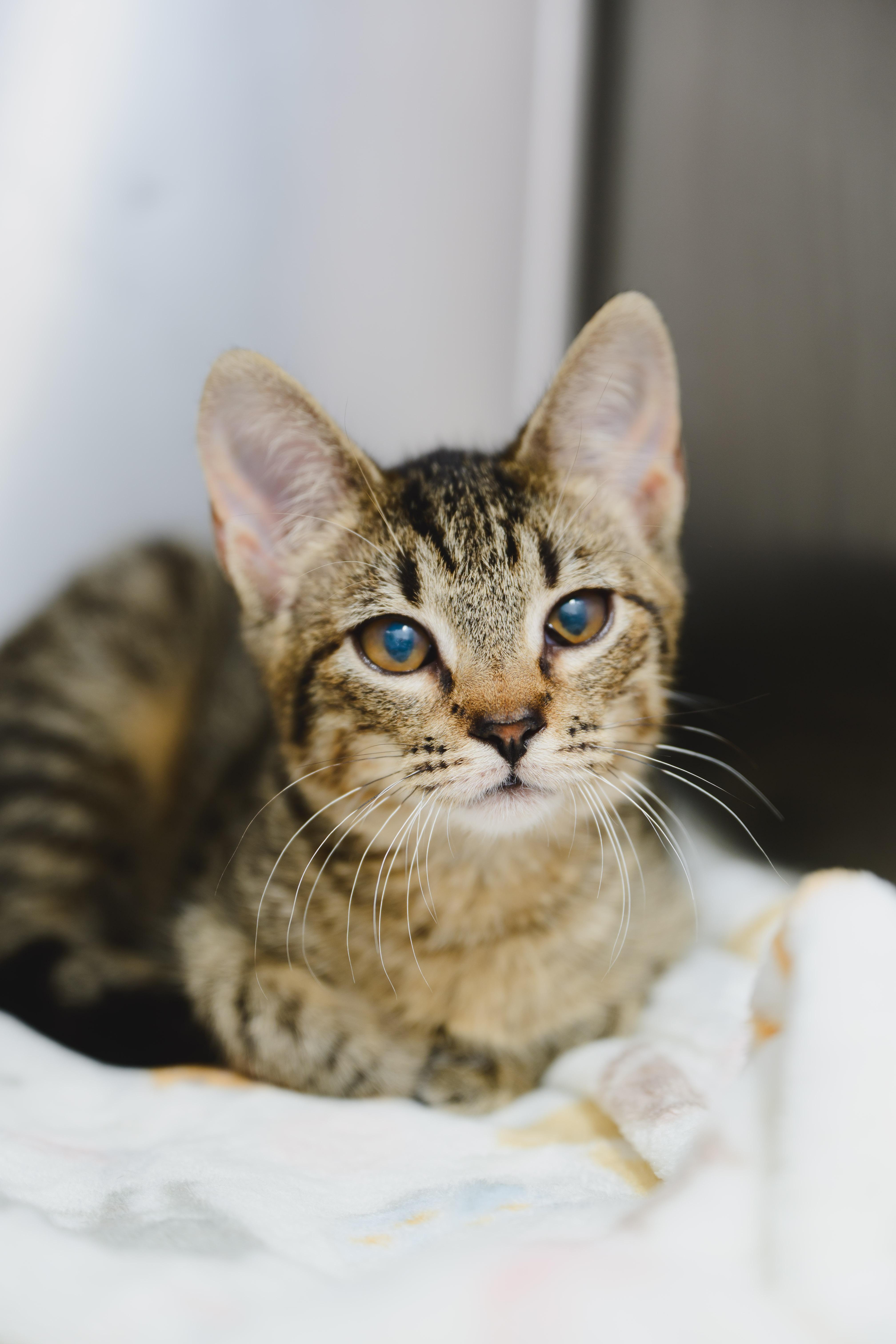 Enlarge Tootsie, a Adopted Domestic Short Hair in Honolulu, HI image 4/6