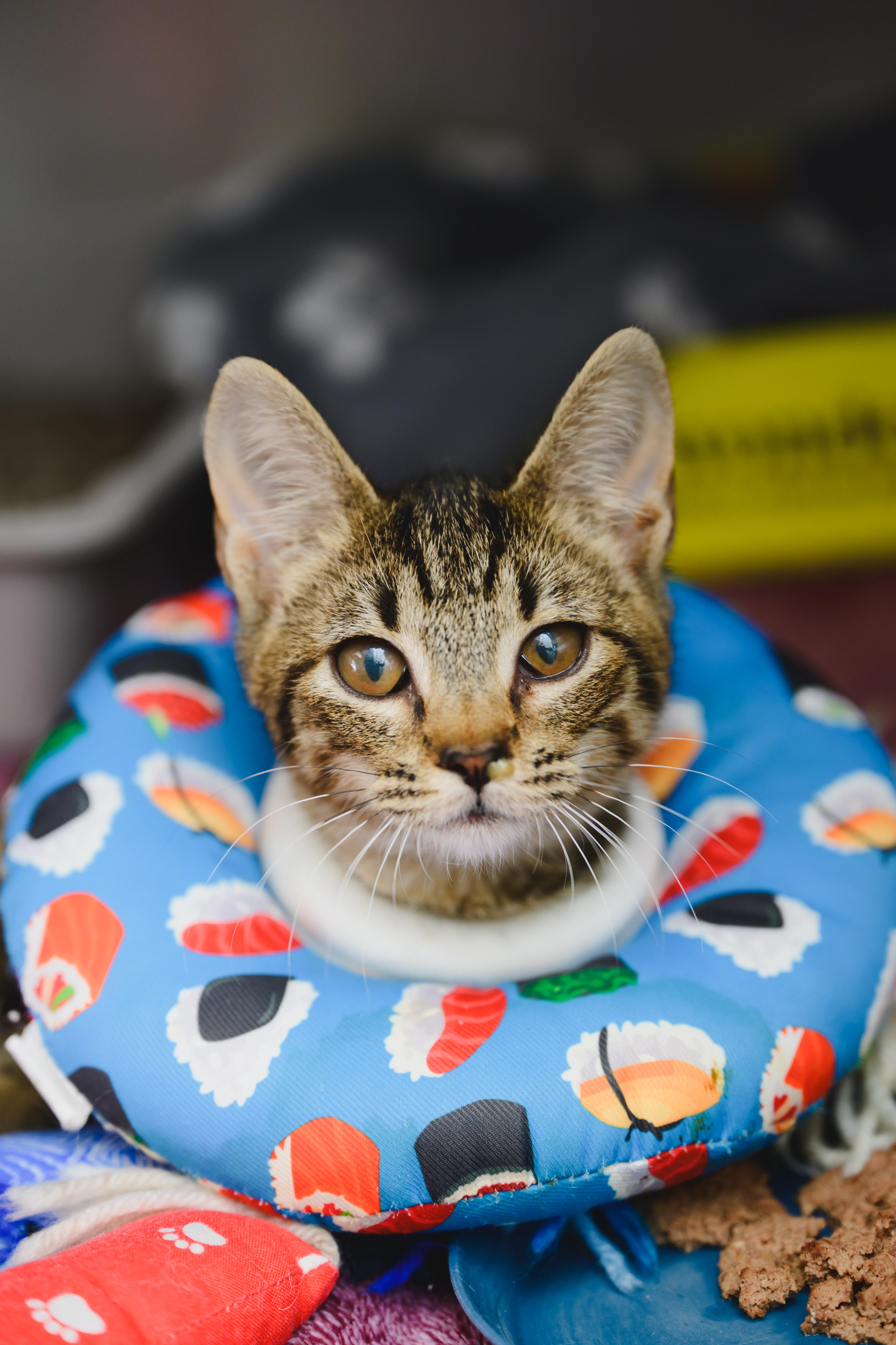 Enlarge Tootsie, a Adopted Domestic Short Hair in Honolulu, HI image 5/6