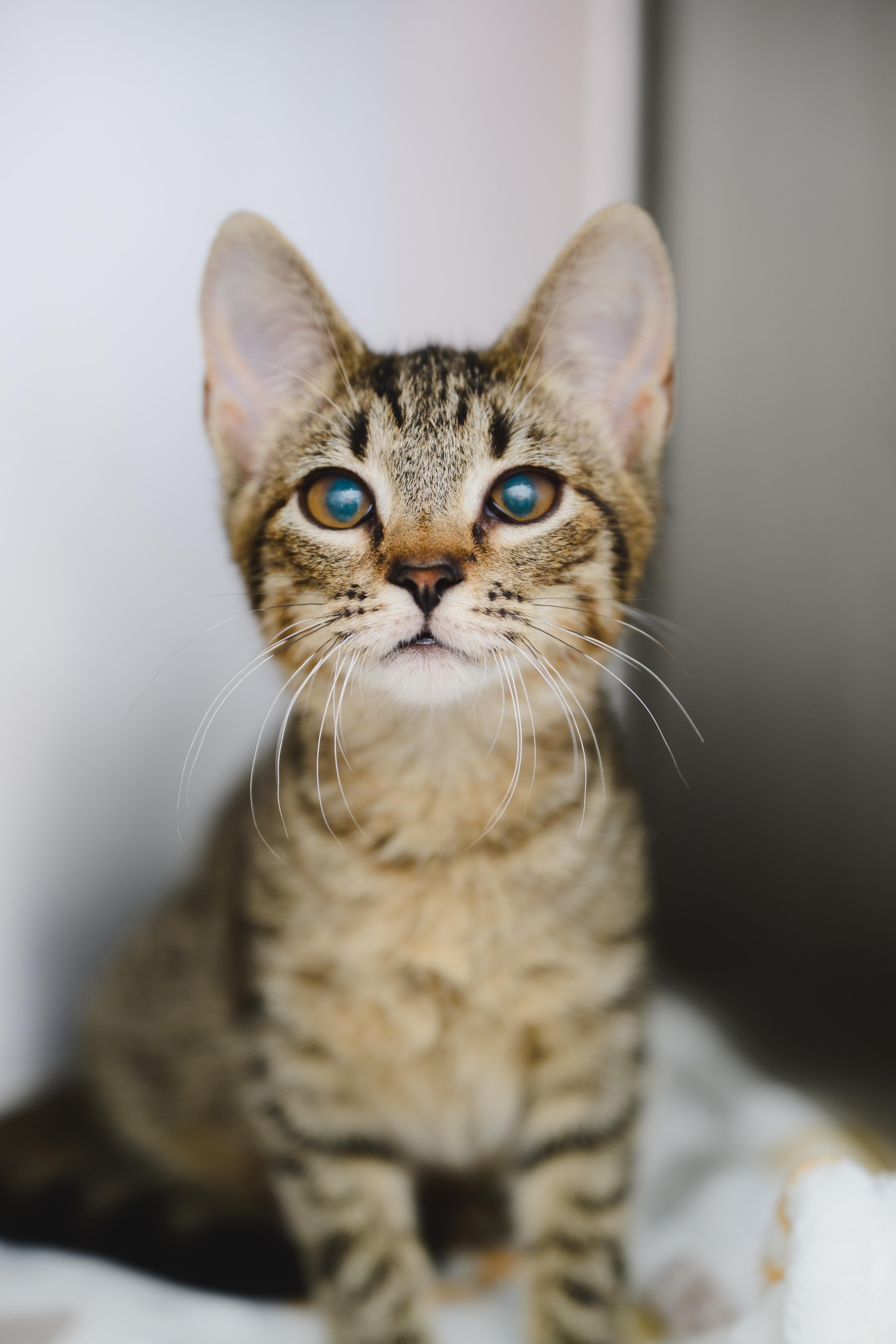 Enlarge Tootsie, a Adopted Domestic Short Hair in Honolulu, HI image 6/6