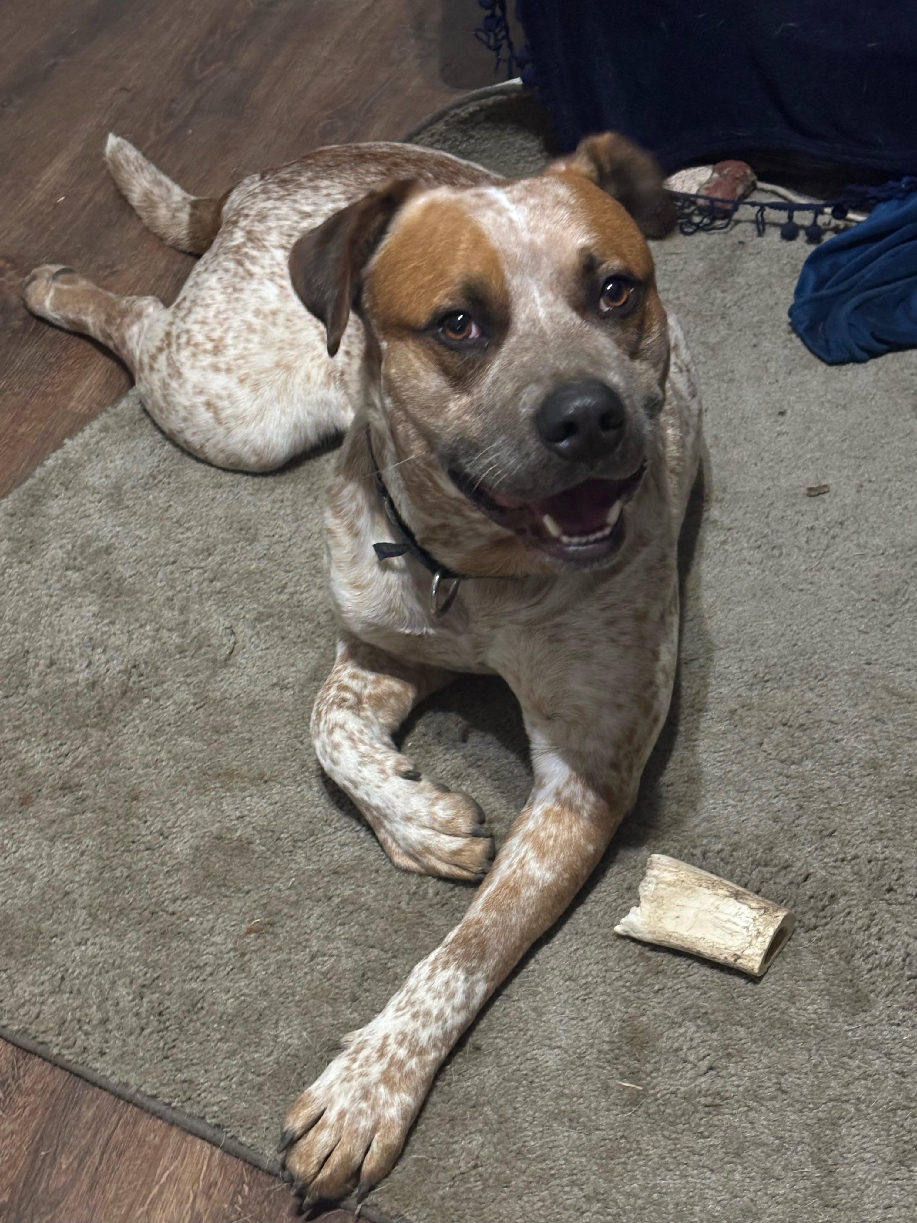 Bluey — thumbnail 2