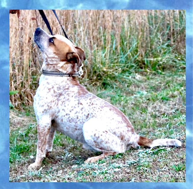 Bluey — thumbnail 3