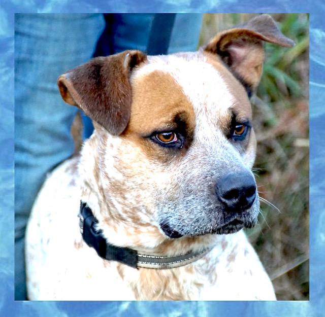 Bluey — thumbnail 4