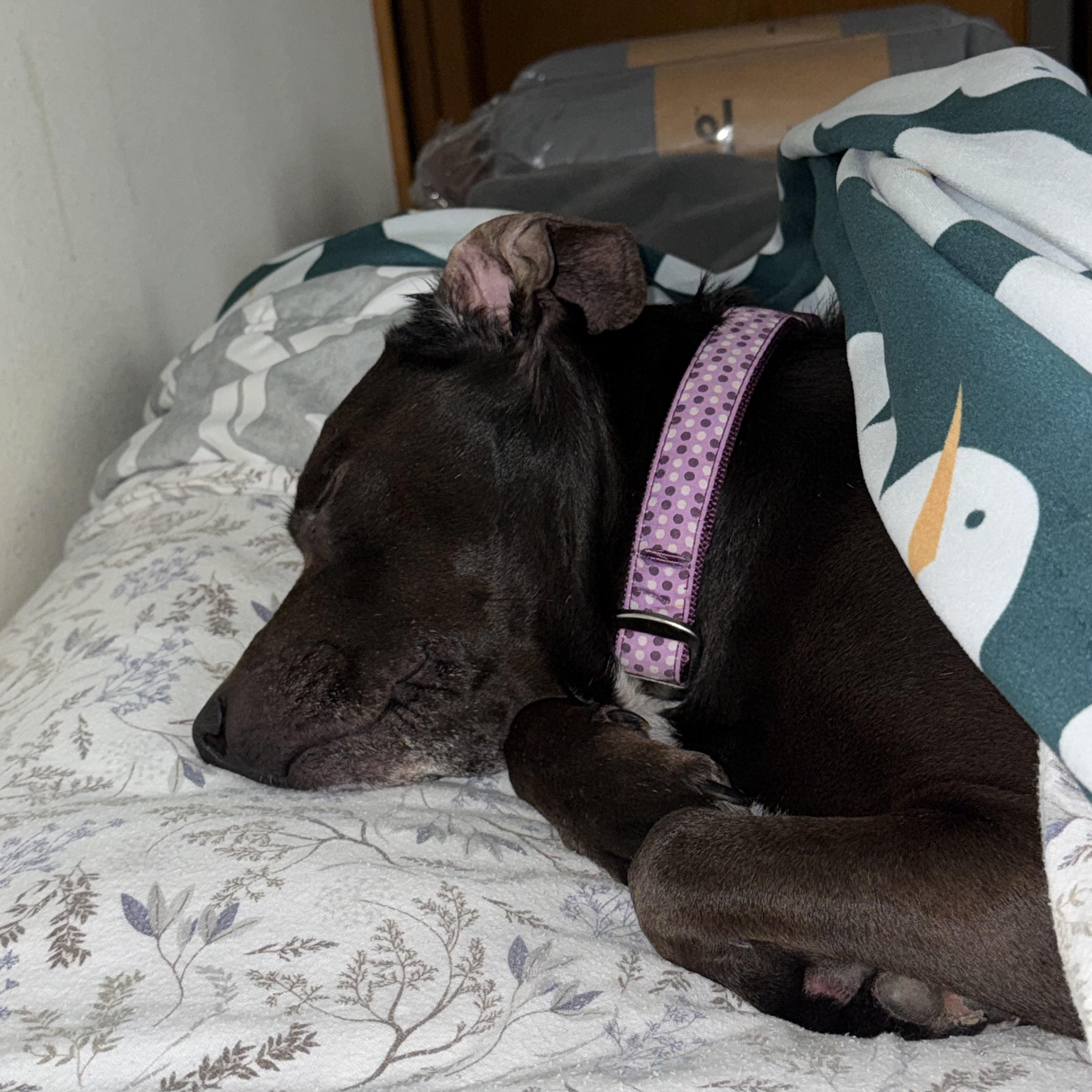 Enlarge Sage, a Adoptable mixed breed in Olympia, WA image 5/6