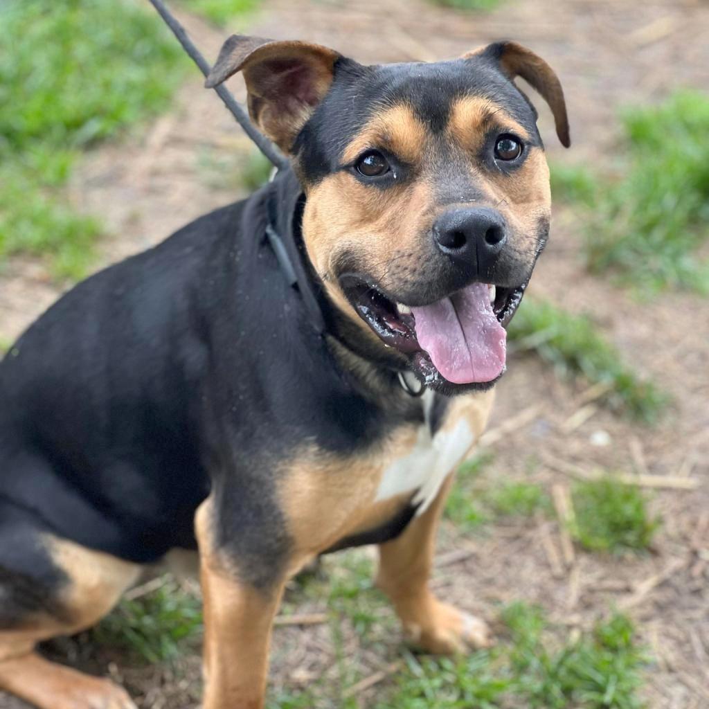 Barnaby, Adoptable, Adult Male Mixed Breed.